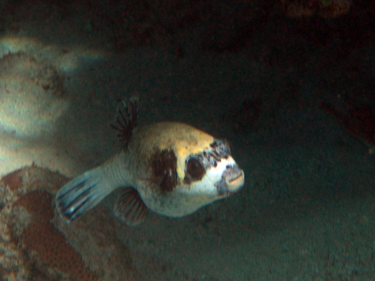 Masken-Kugelfisch - Arothron diadematus