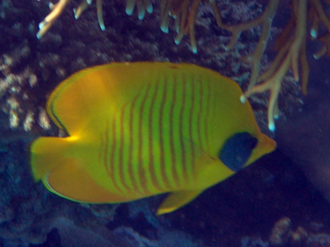 Masken-Falterfisch - Chaetodon semilarvatus