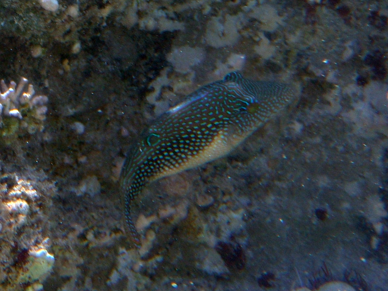 Perlen-Krugfisch - Canthigaster margaritata