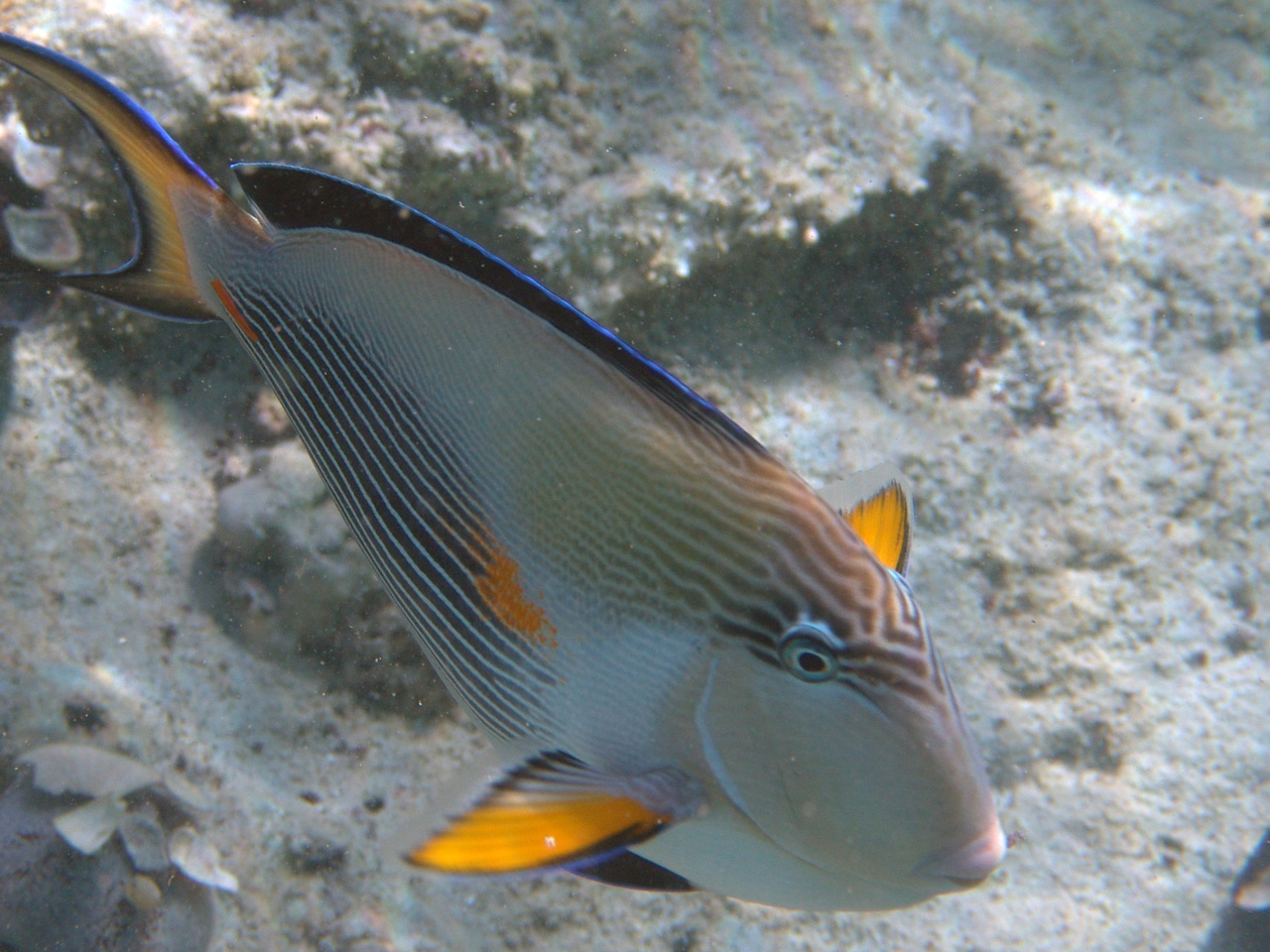 Arabischer Doktorfisch - Acanthurus sohal