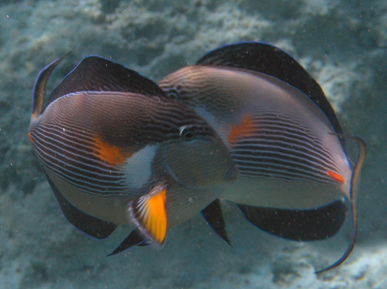 Arabischer Doktorfisch - Acanthurus sohal