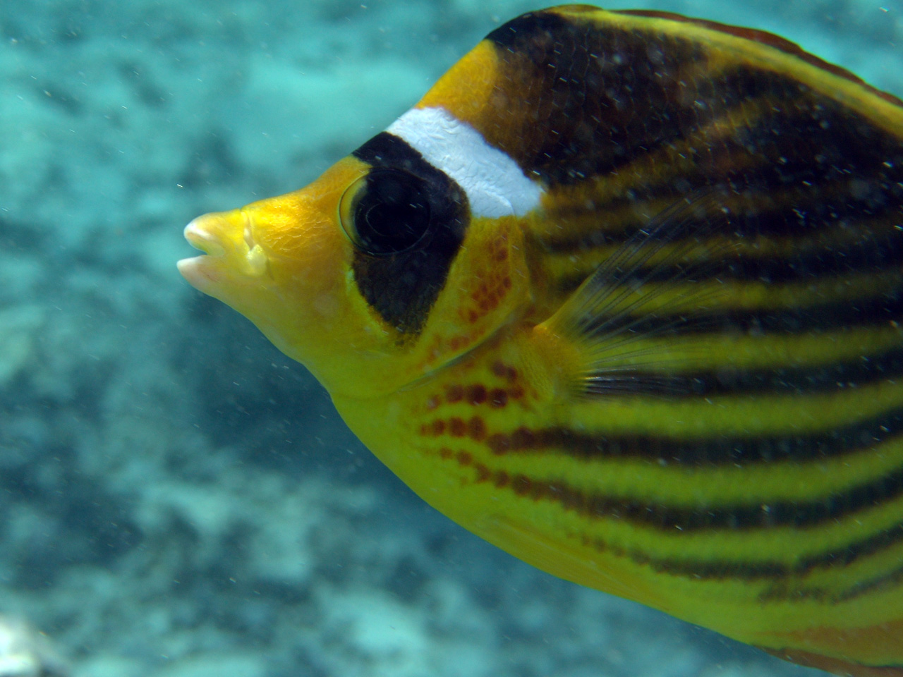 Tabak-Falterfisch - Chaetodon fasciatus