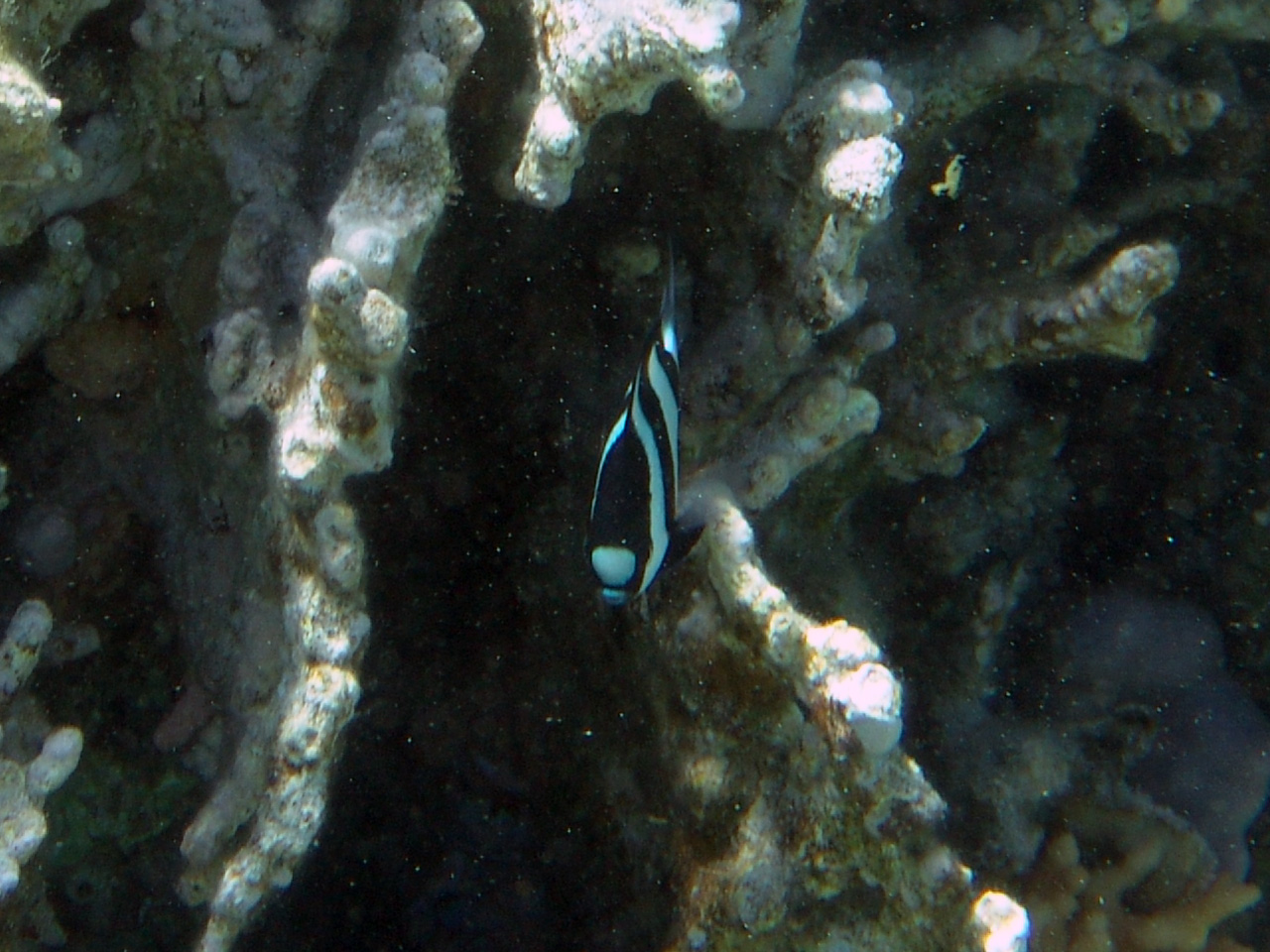 Dreibinden-Preußenfisch - Dascyllus aruanus