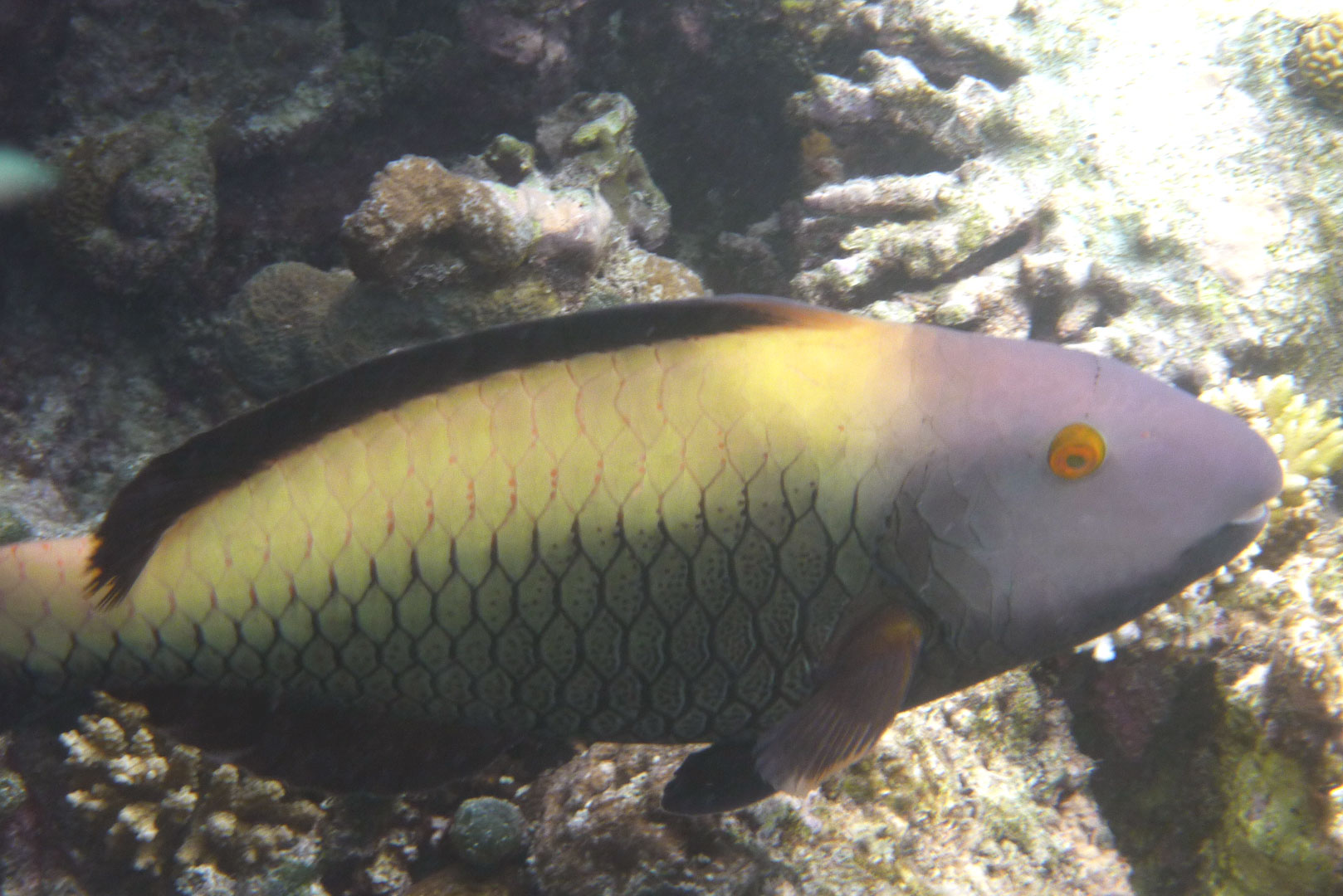 Masken-Papageifisch - Cetoscarus bicolor