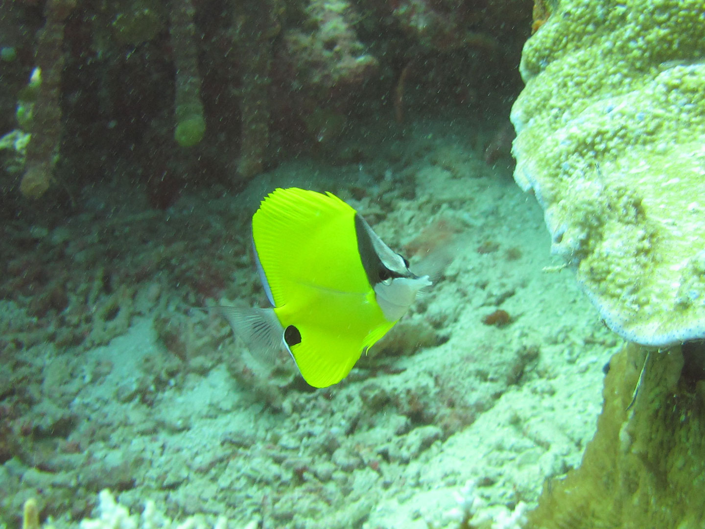 Langmaul Pinzettfisch - Forcipiger longirostris