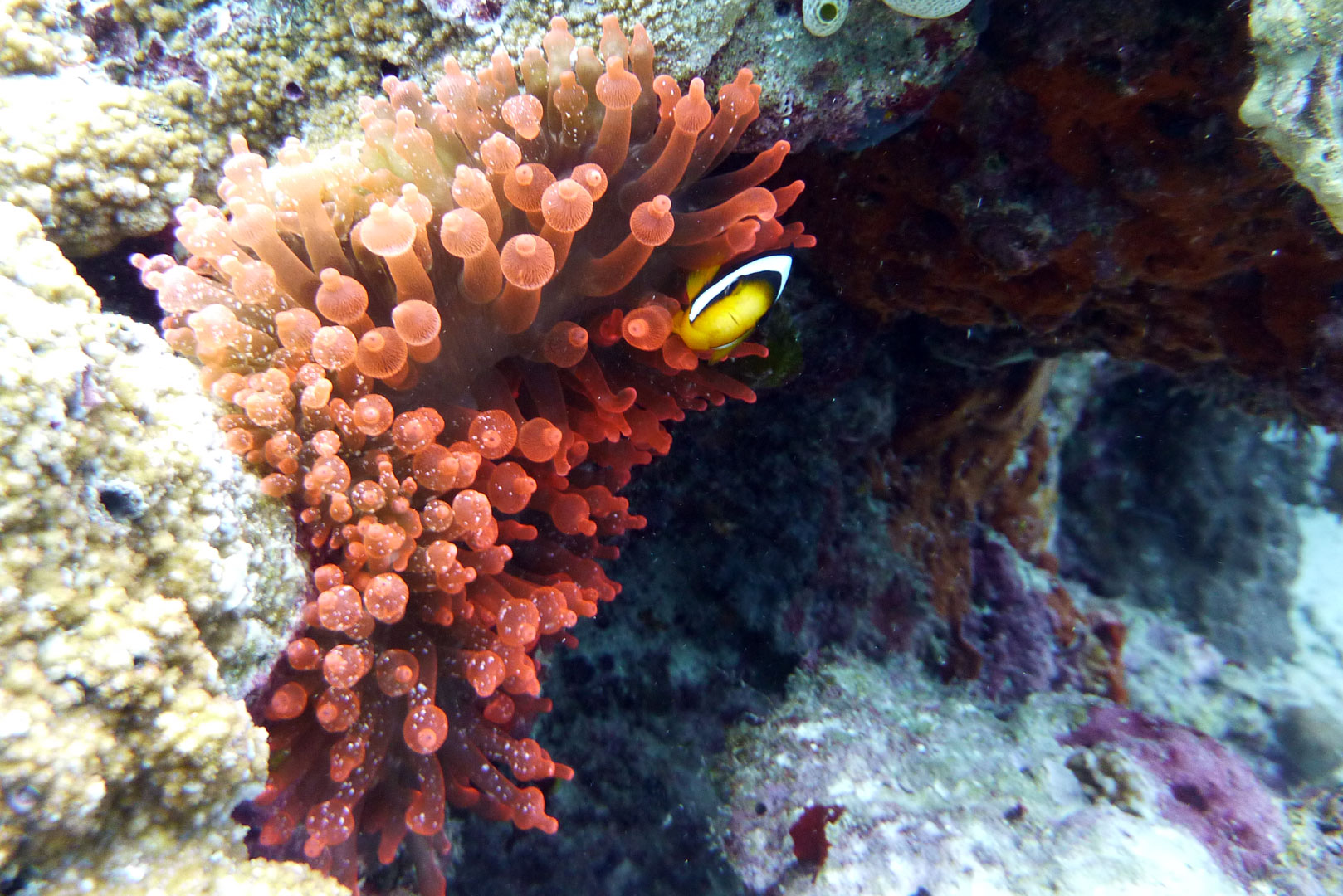 Clarks Anemonenfisch - Amphiprion clarkii