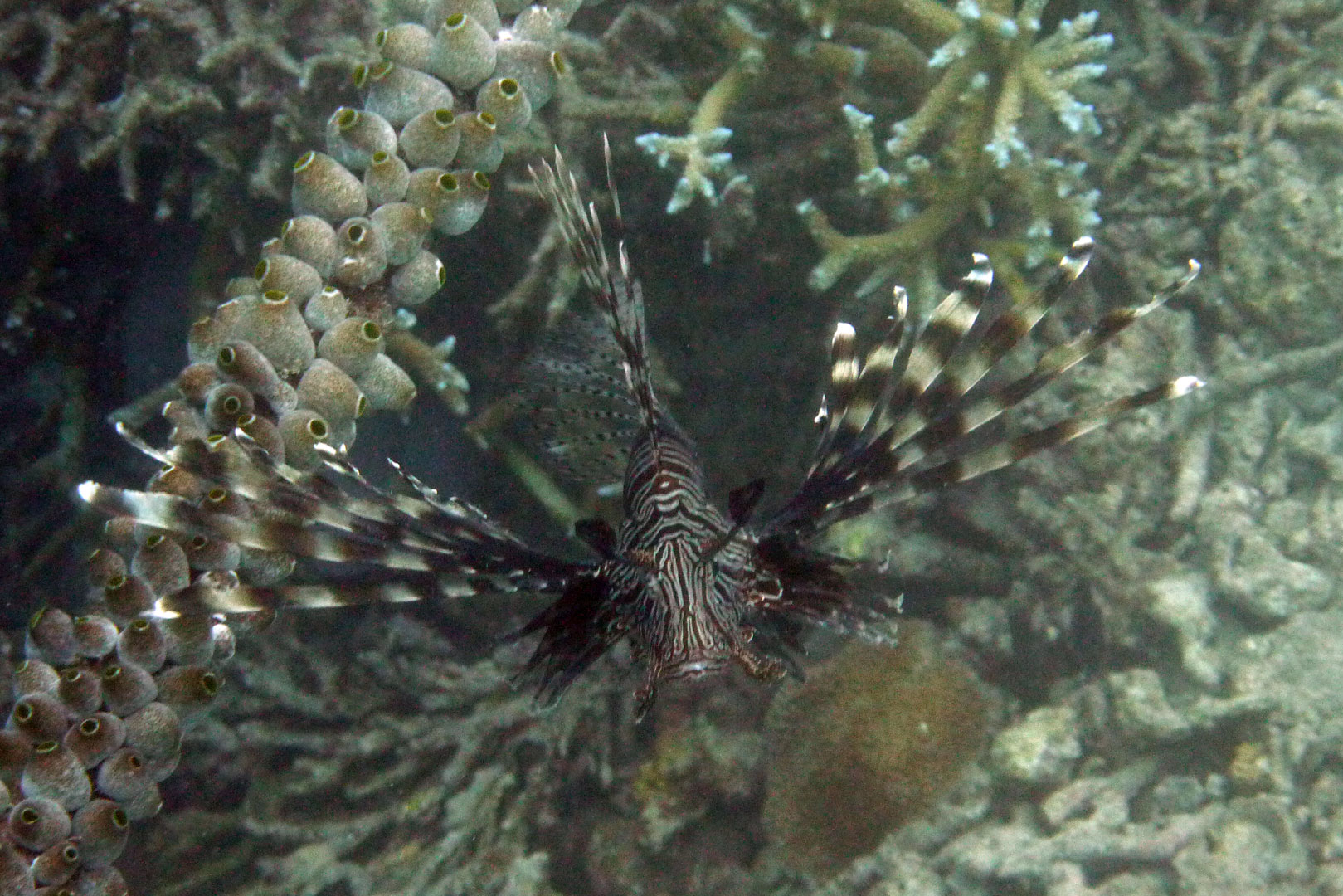 Indischer Rotfeuerfisch - Pterois miles