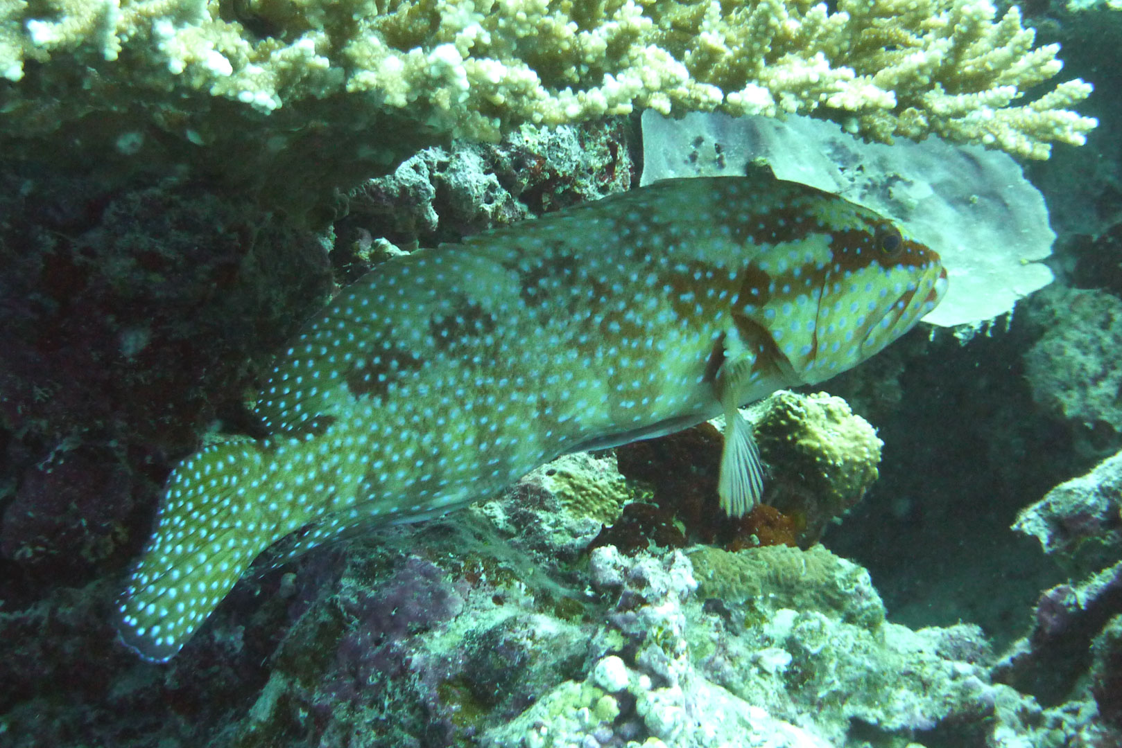 Indik-Forellenbarsch - Plectropomus pessuliferus