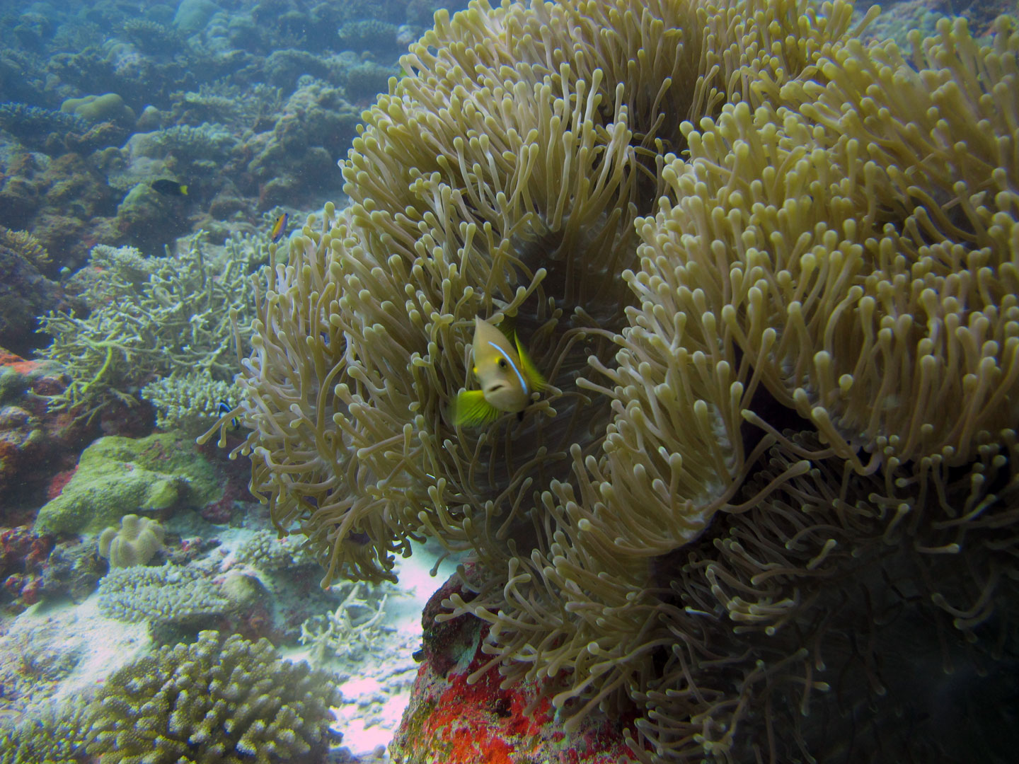 Malediven-Anemonenfisch - Amphiprion nigripes