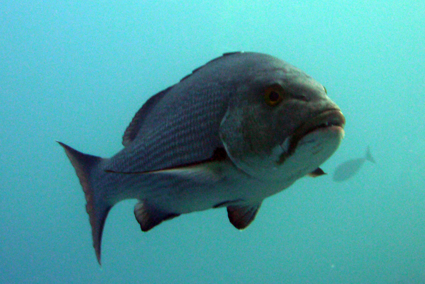 Gelbflossen-Straßenkehrer -  Lethrinus crocineus