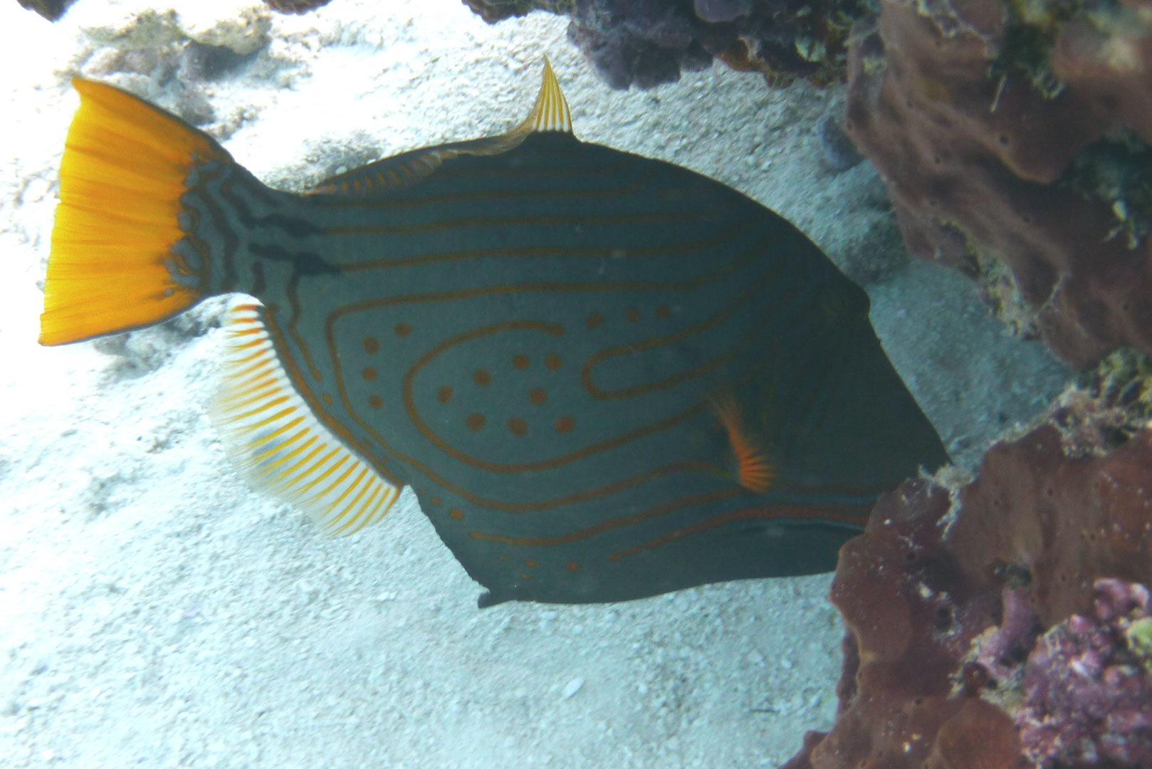 Orangestreifen-Drückerfisch - Balistapus undulatus