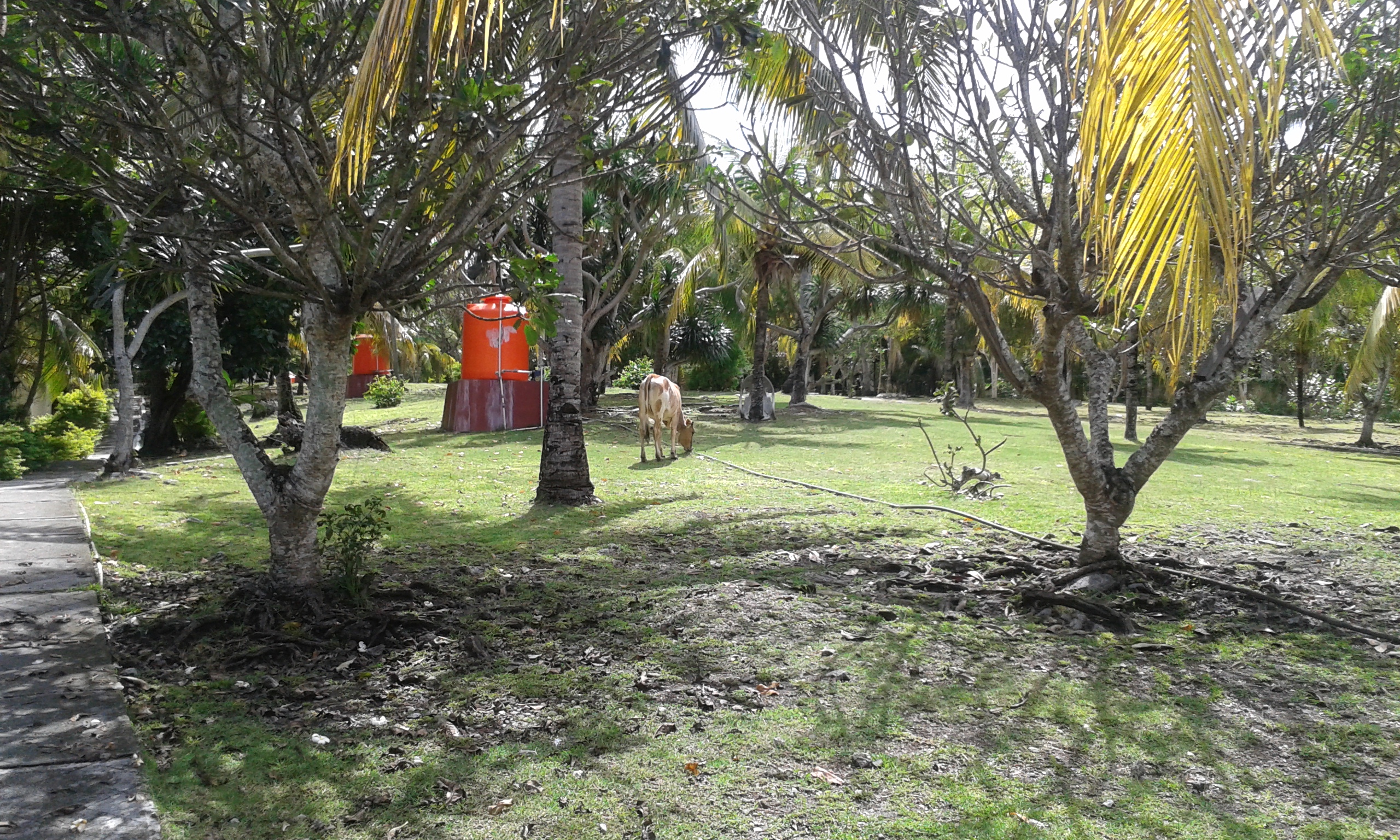 Der Garten des Resorts mit Mäher