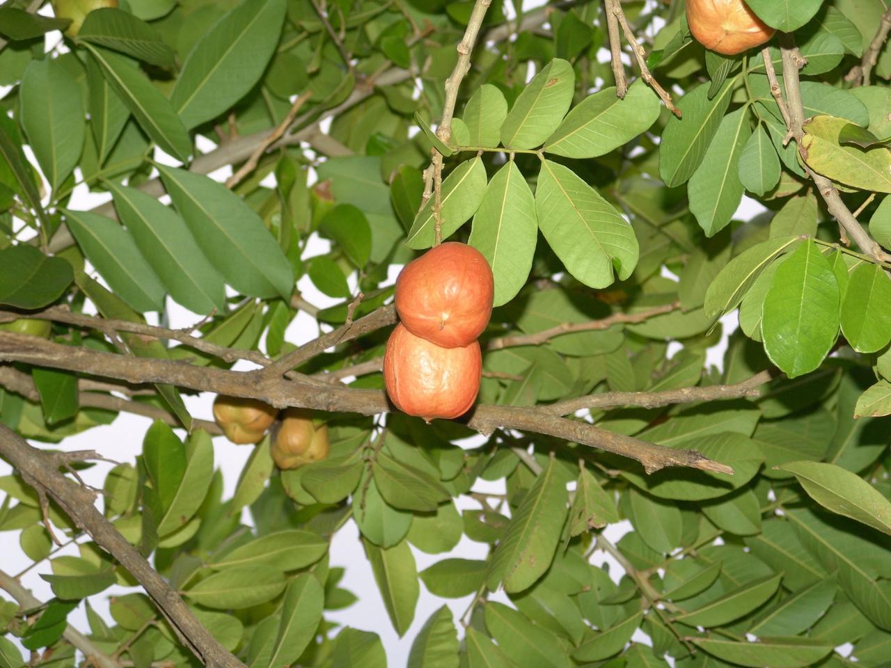 Ackee