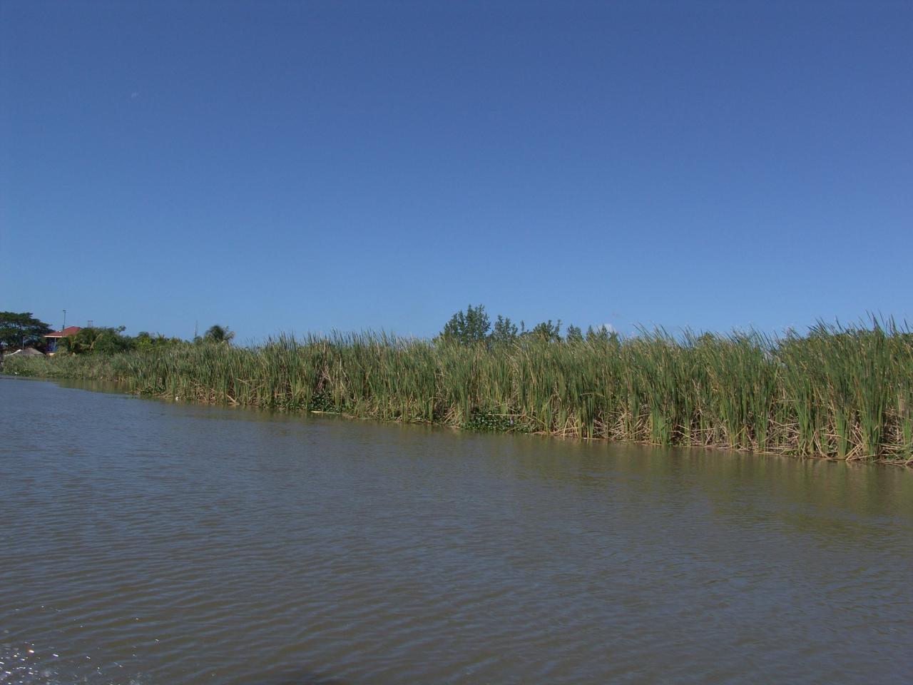 Zuckerrohr am Uferrand des Black River