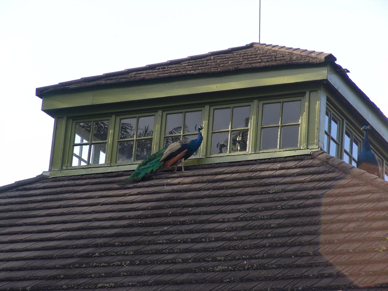 Pfau auf dem Dach der Appleton Distillery