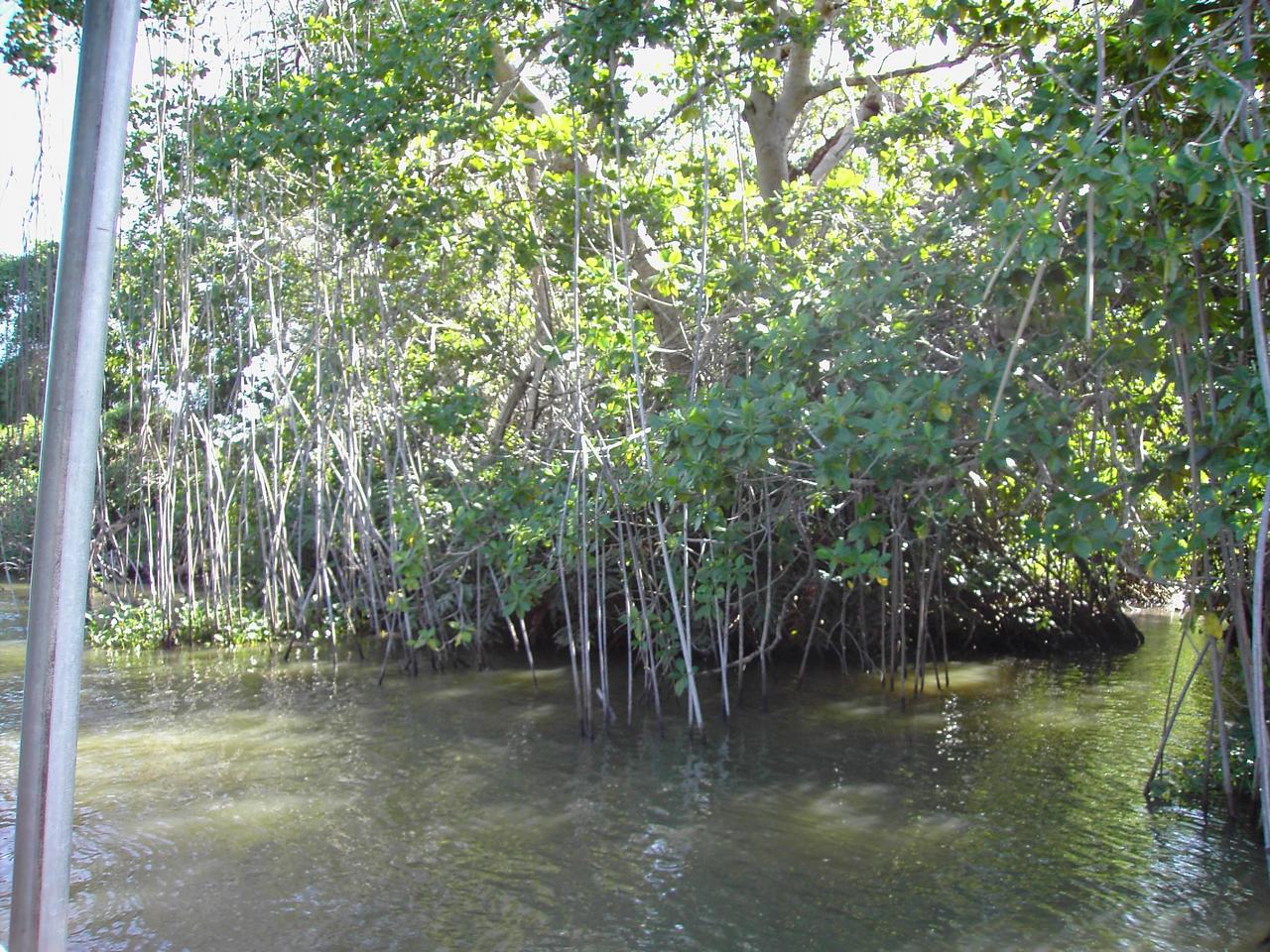 Mangroven bei Black River