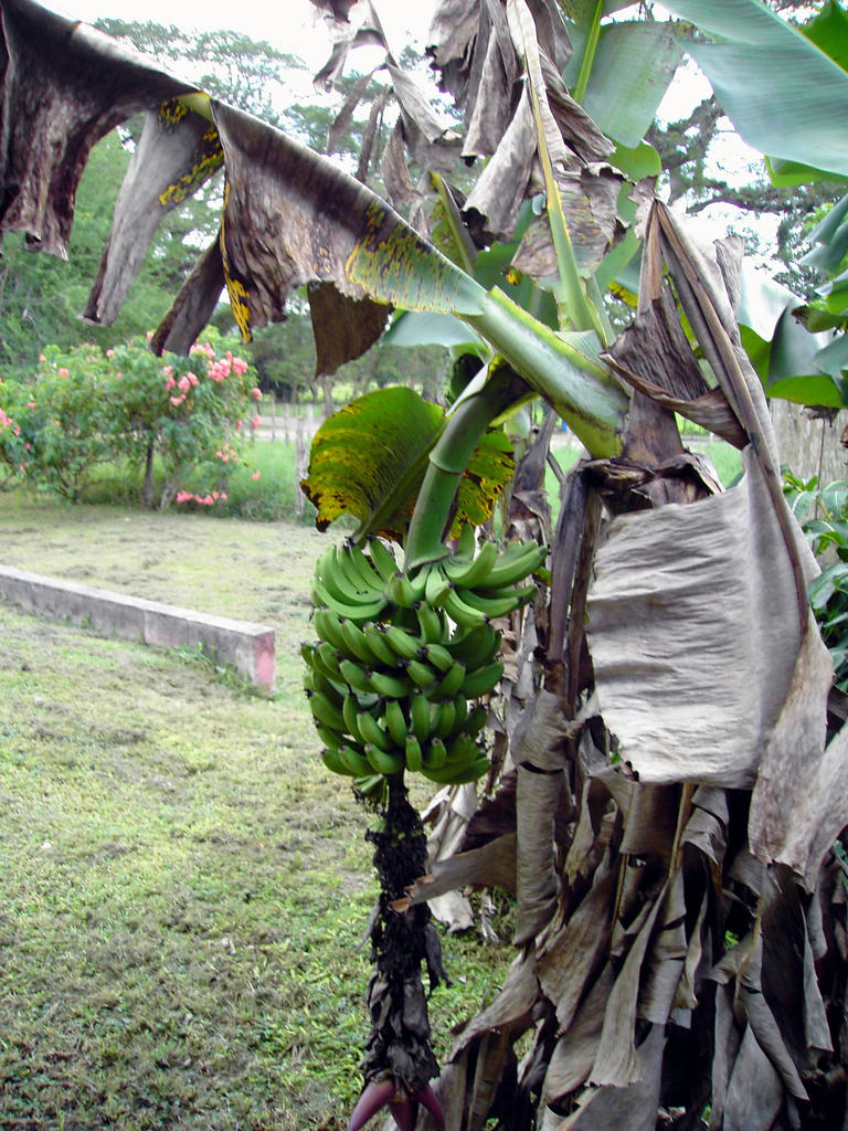 Frische Bananen bei YS Falls