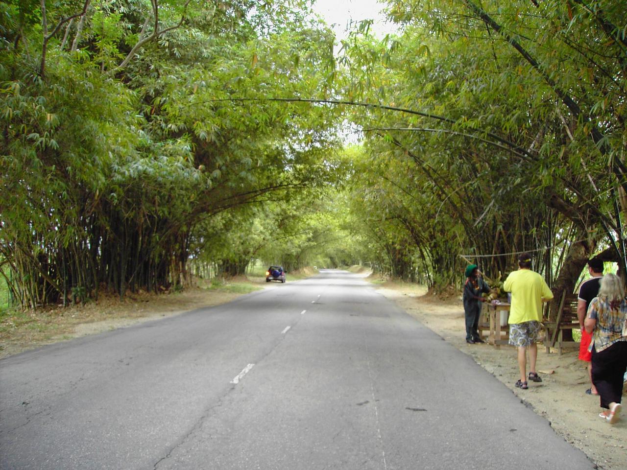 Bamboo Avenue