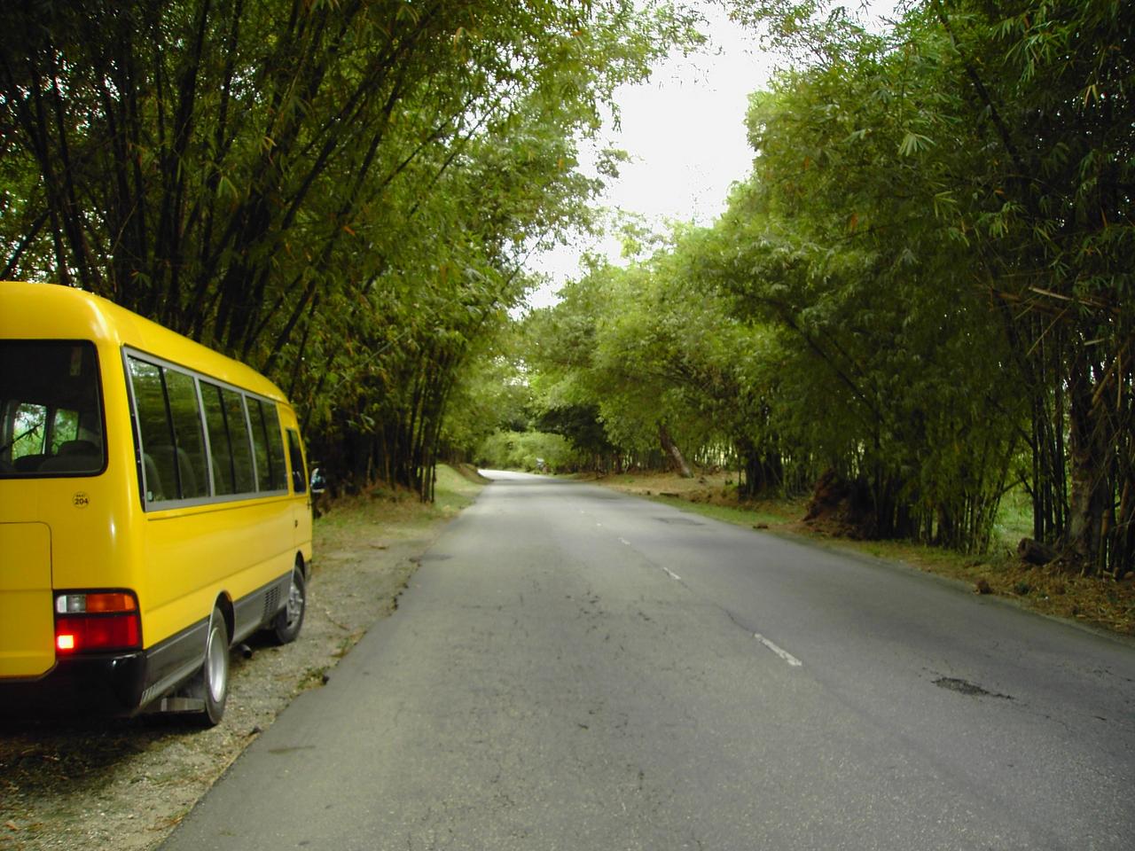 Bamboo Avenue