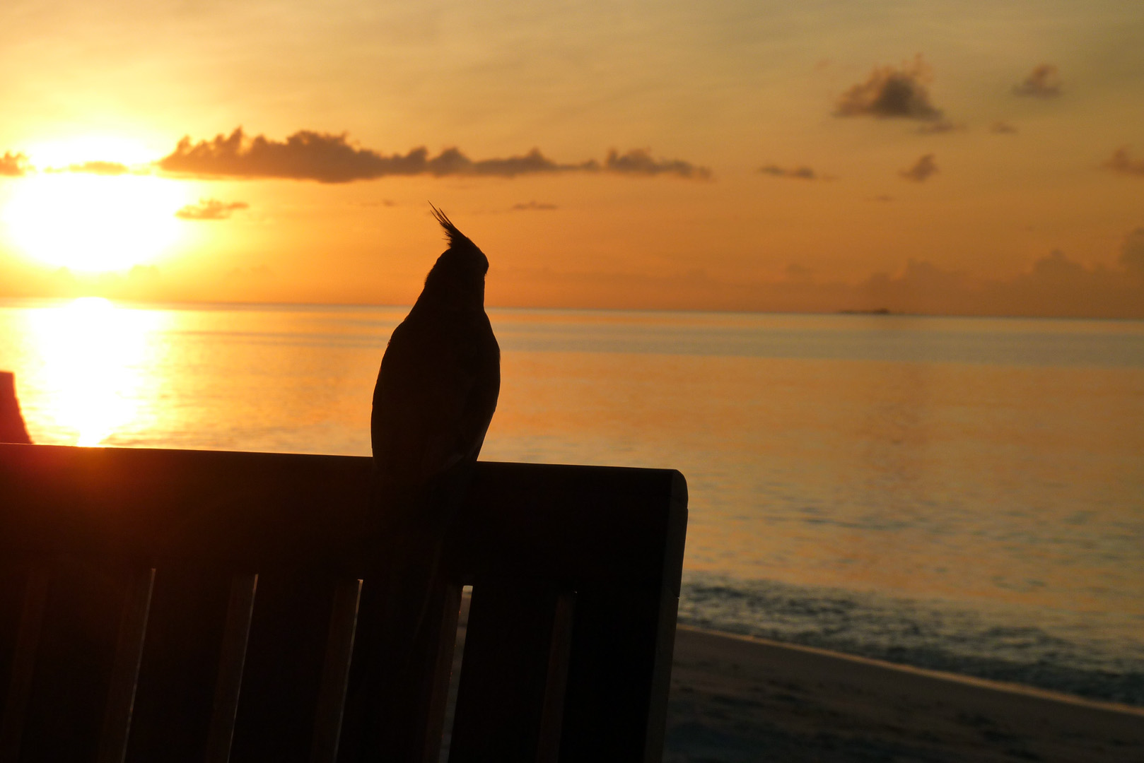 Inselsittich im Sonnenuntergang