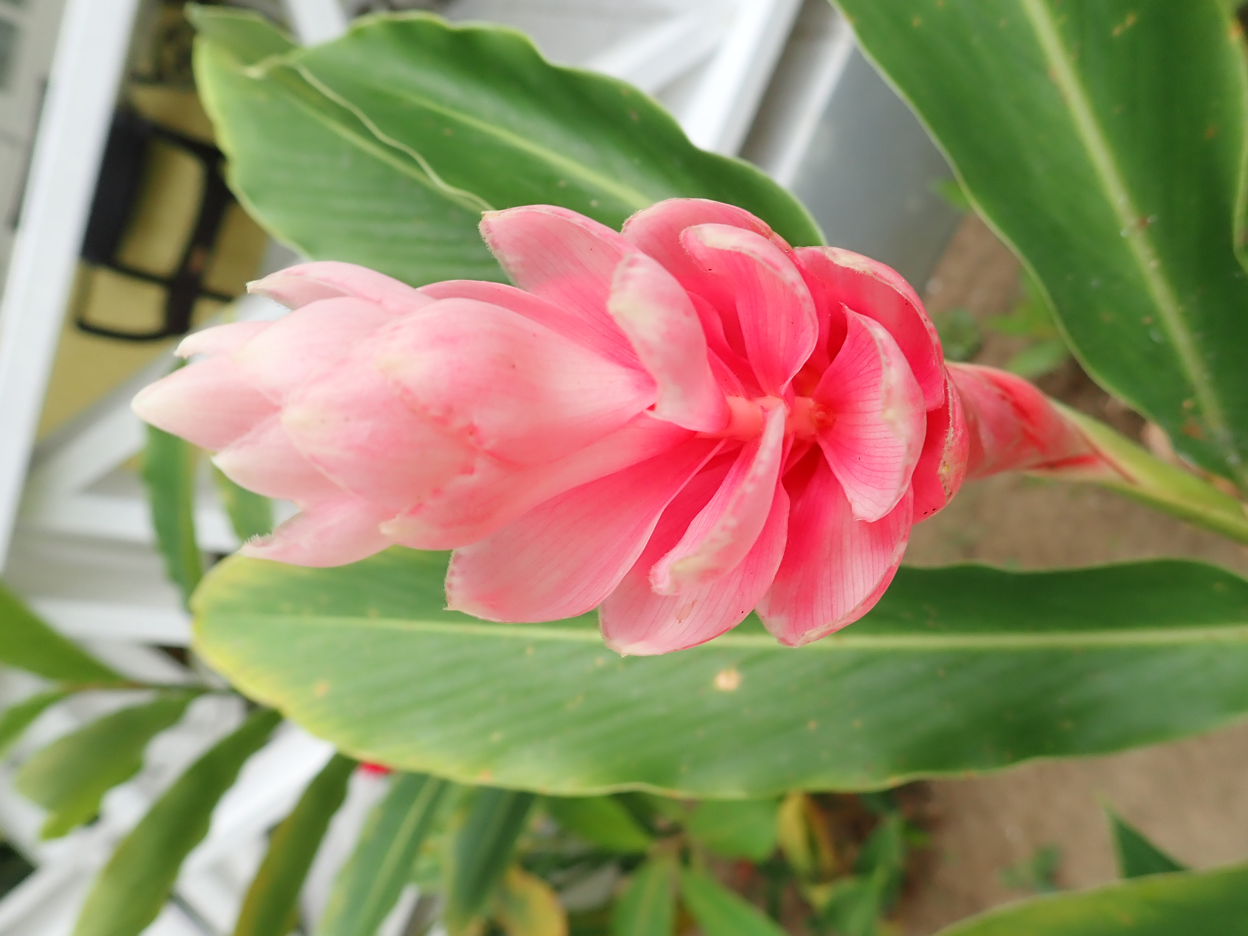Blüte