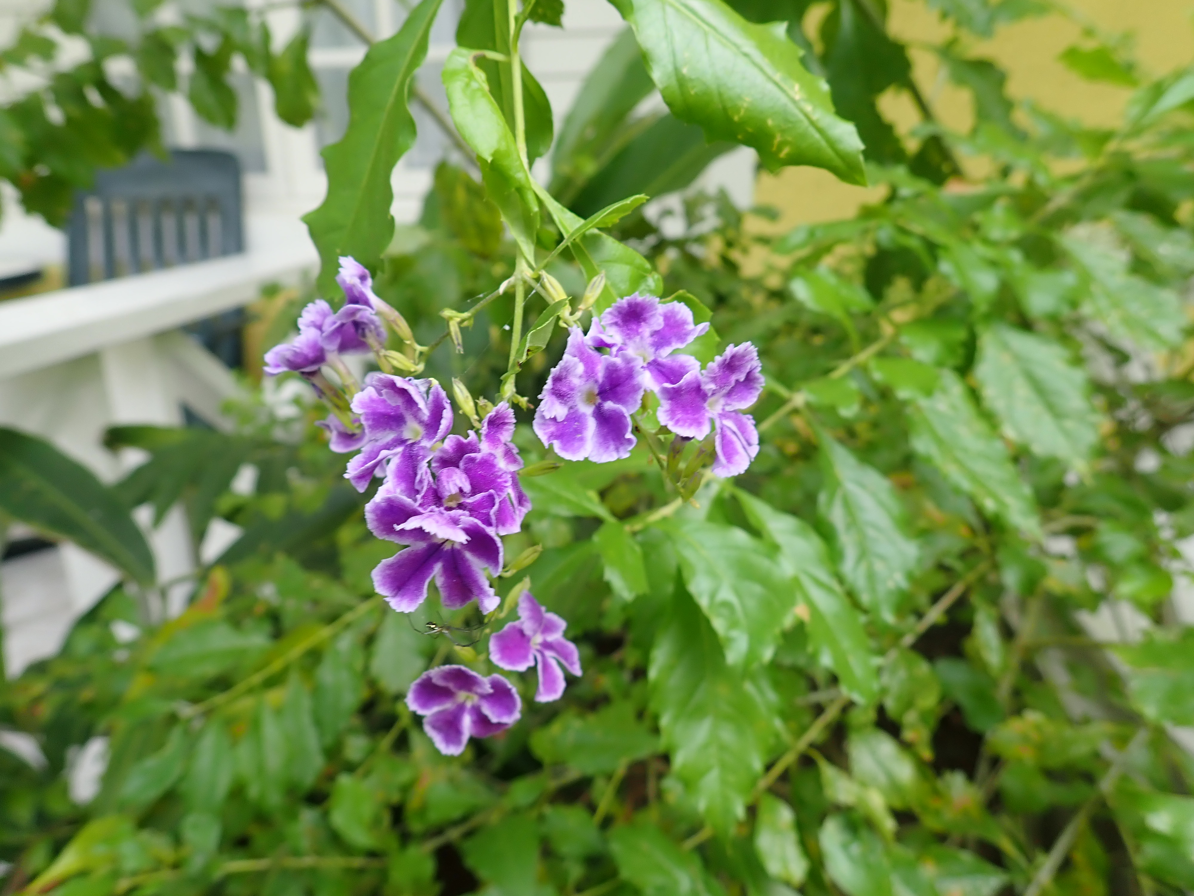 Mehr Pflanzen im Garten