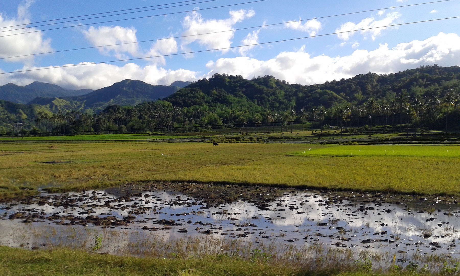 Reisfelder an der Straße
