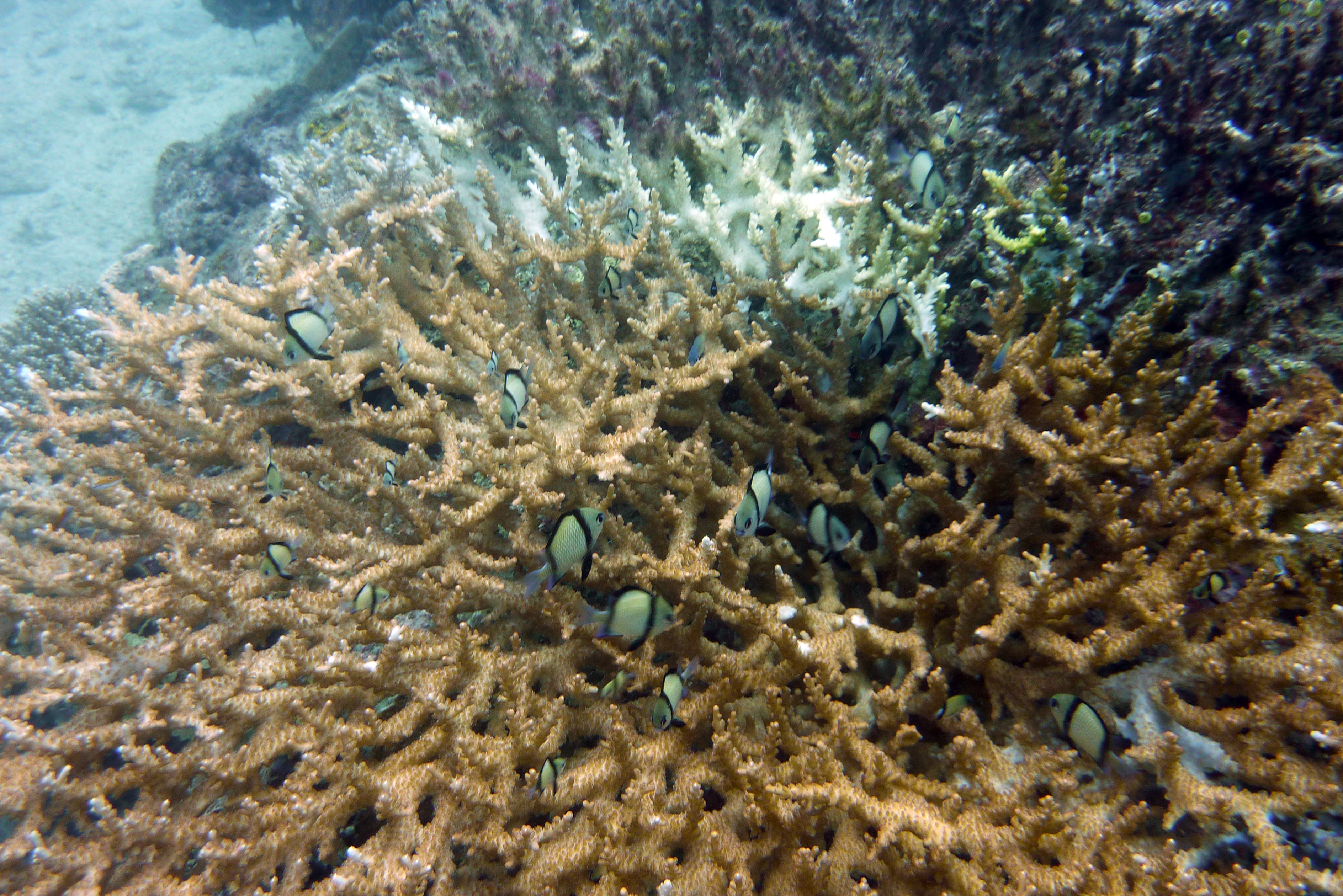 Indischer Preußenfisch - Dascyllus Carneus