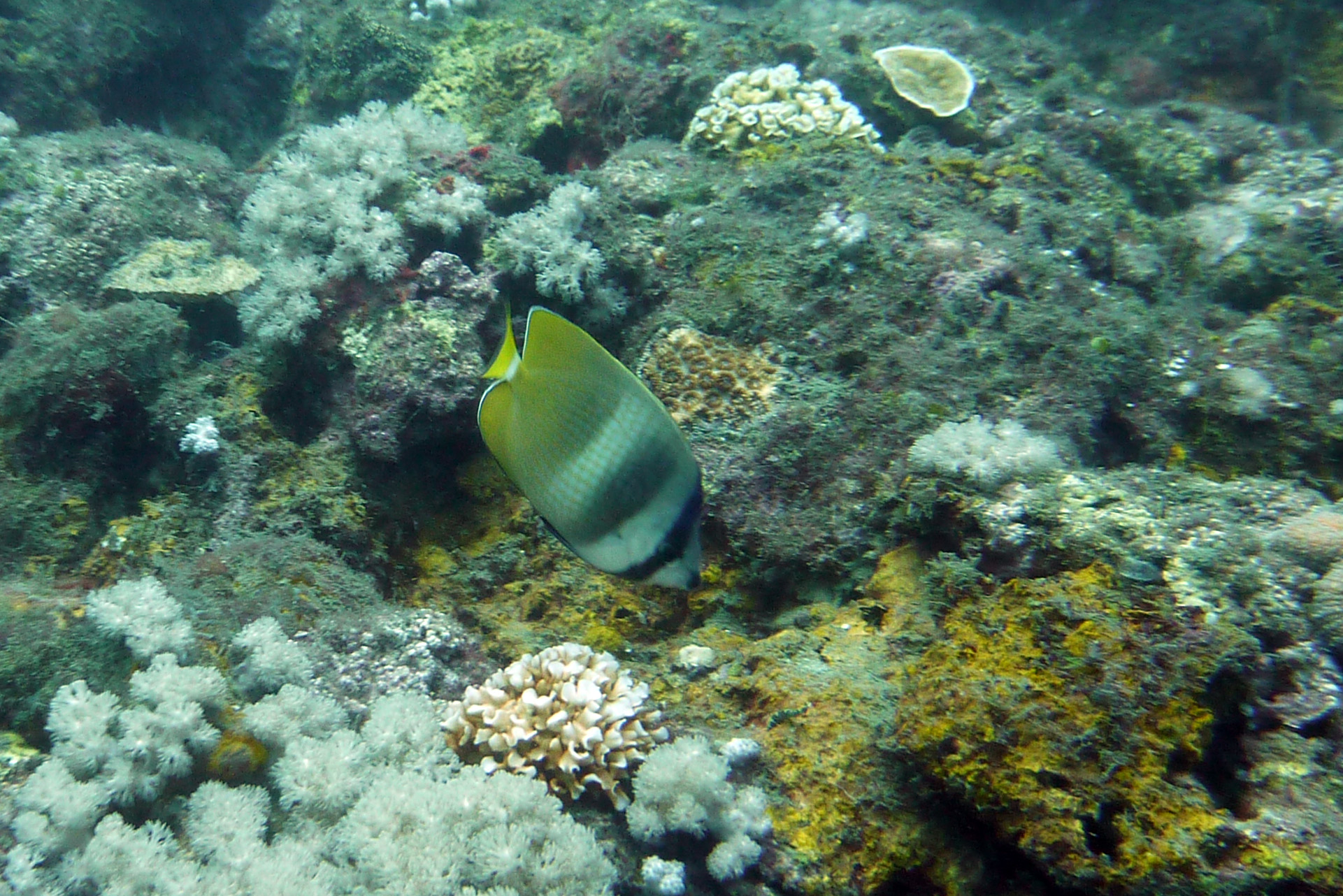 Kleins Falterfisch - Chaetodon kleinii