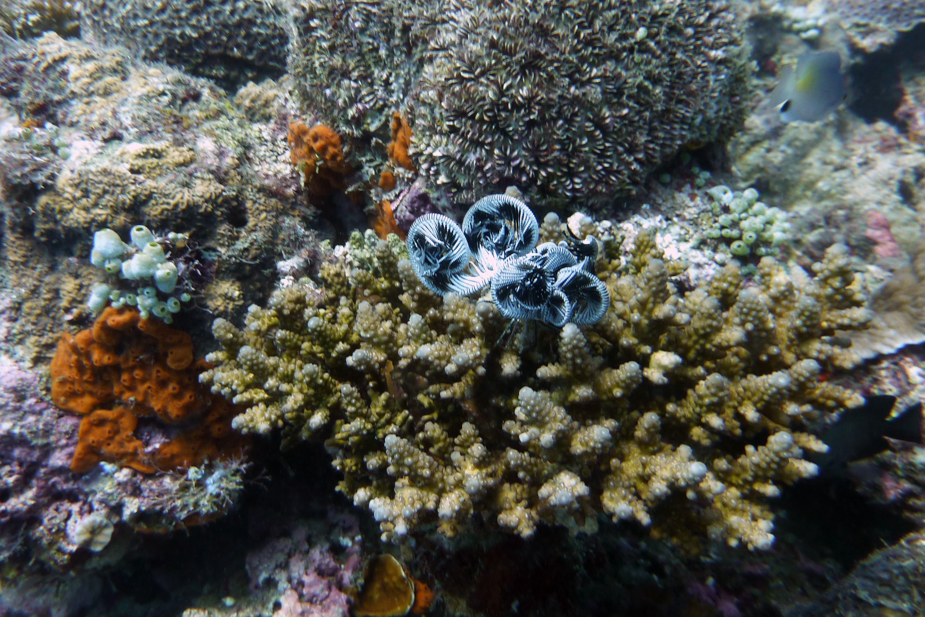 Weißer Haarstern - Oxymera sp.