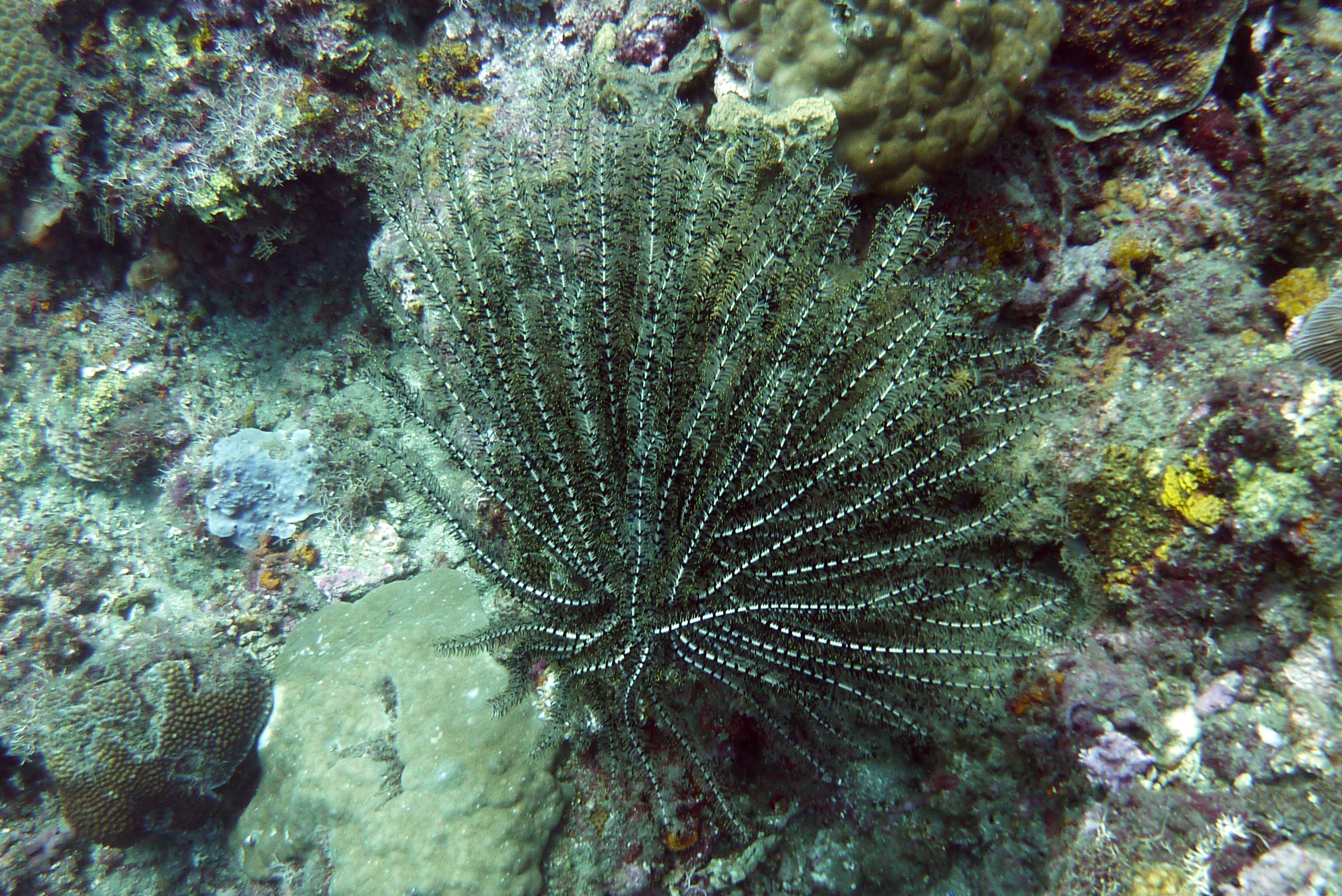 Haarstern - Feather star