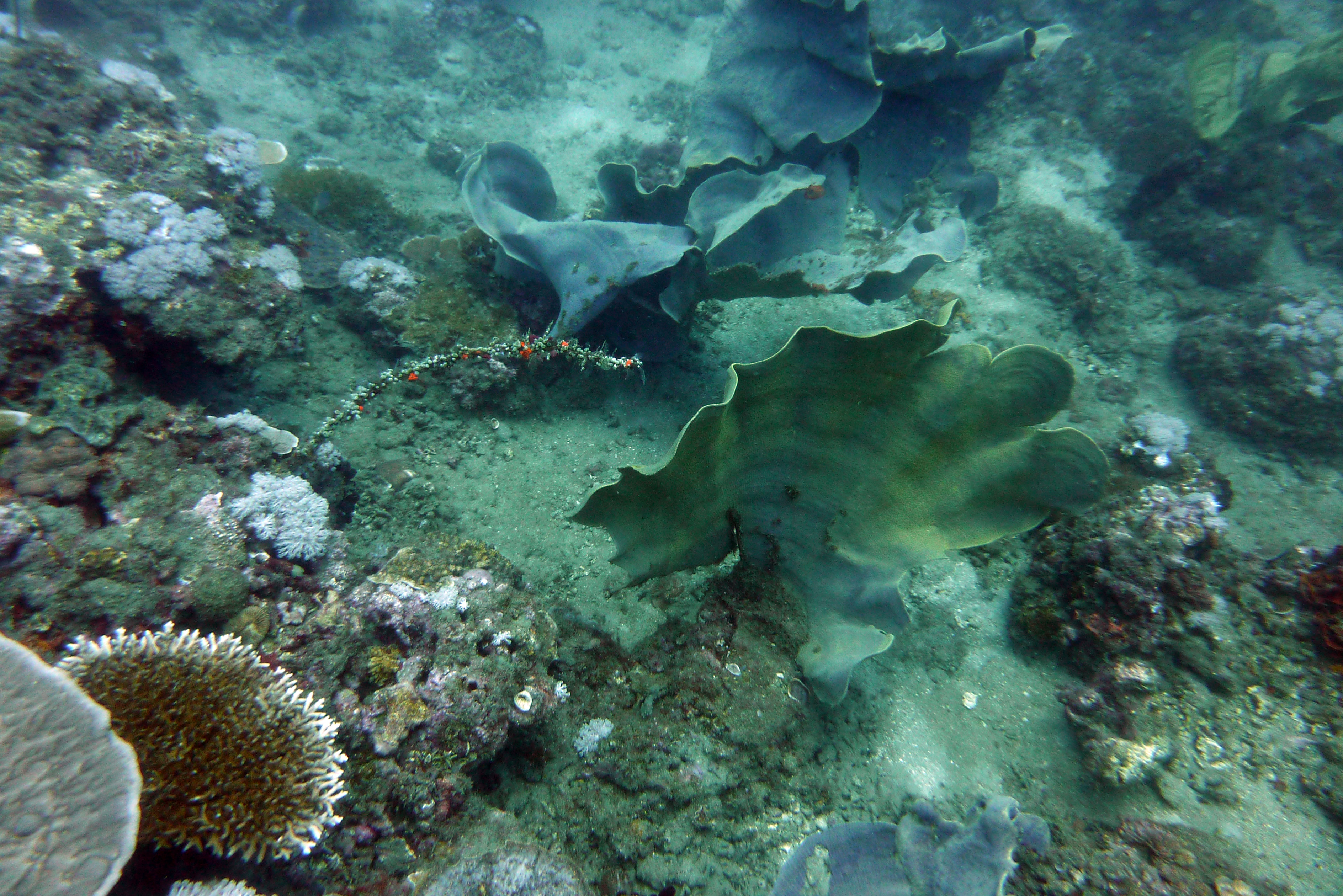 Lappige Lederkoralle - Sarcophyton trocheliophorum