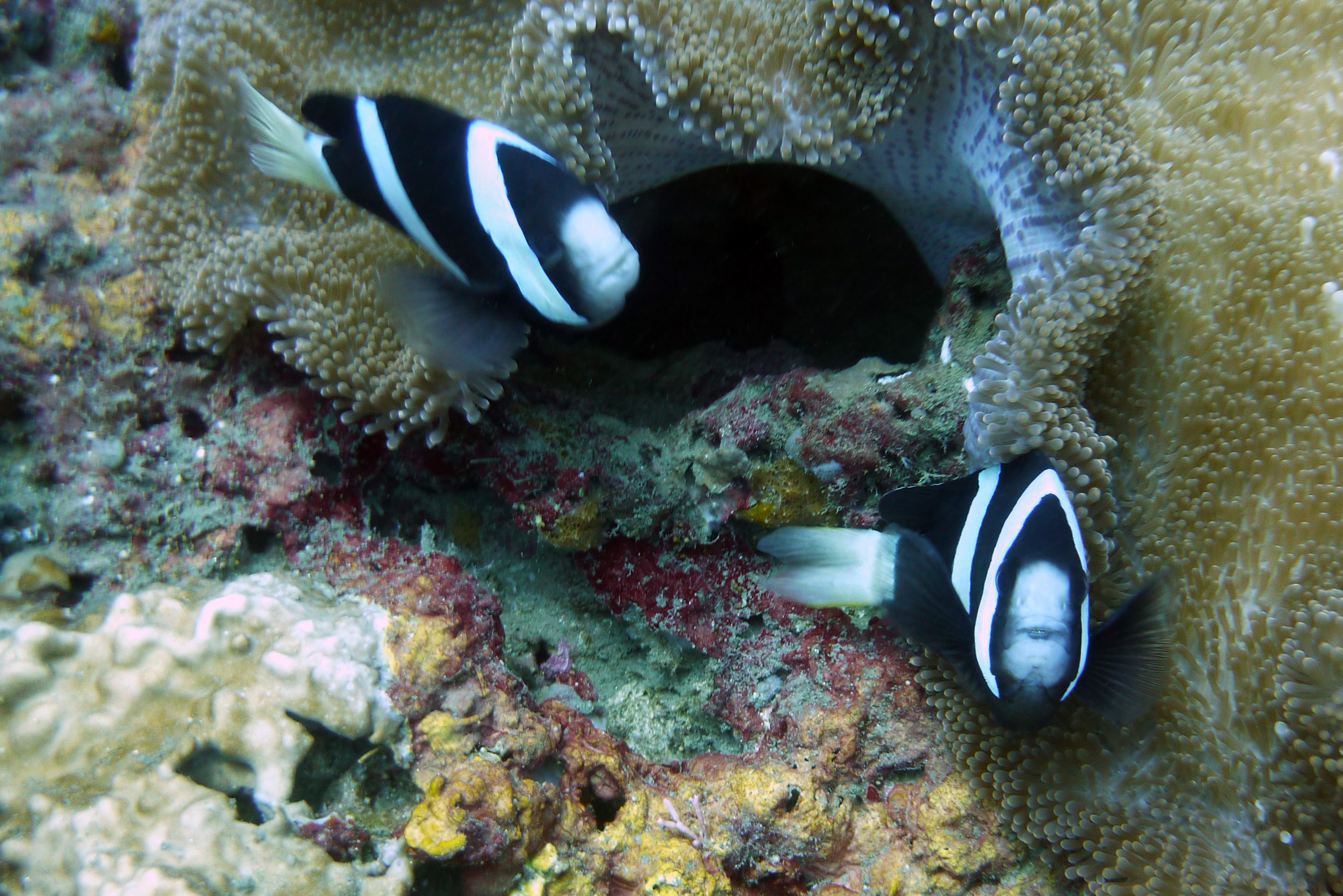 Clarks Anemonenfisch - Amphiprion clarkii