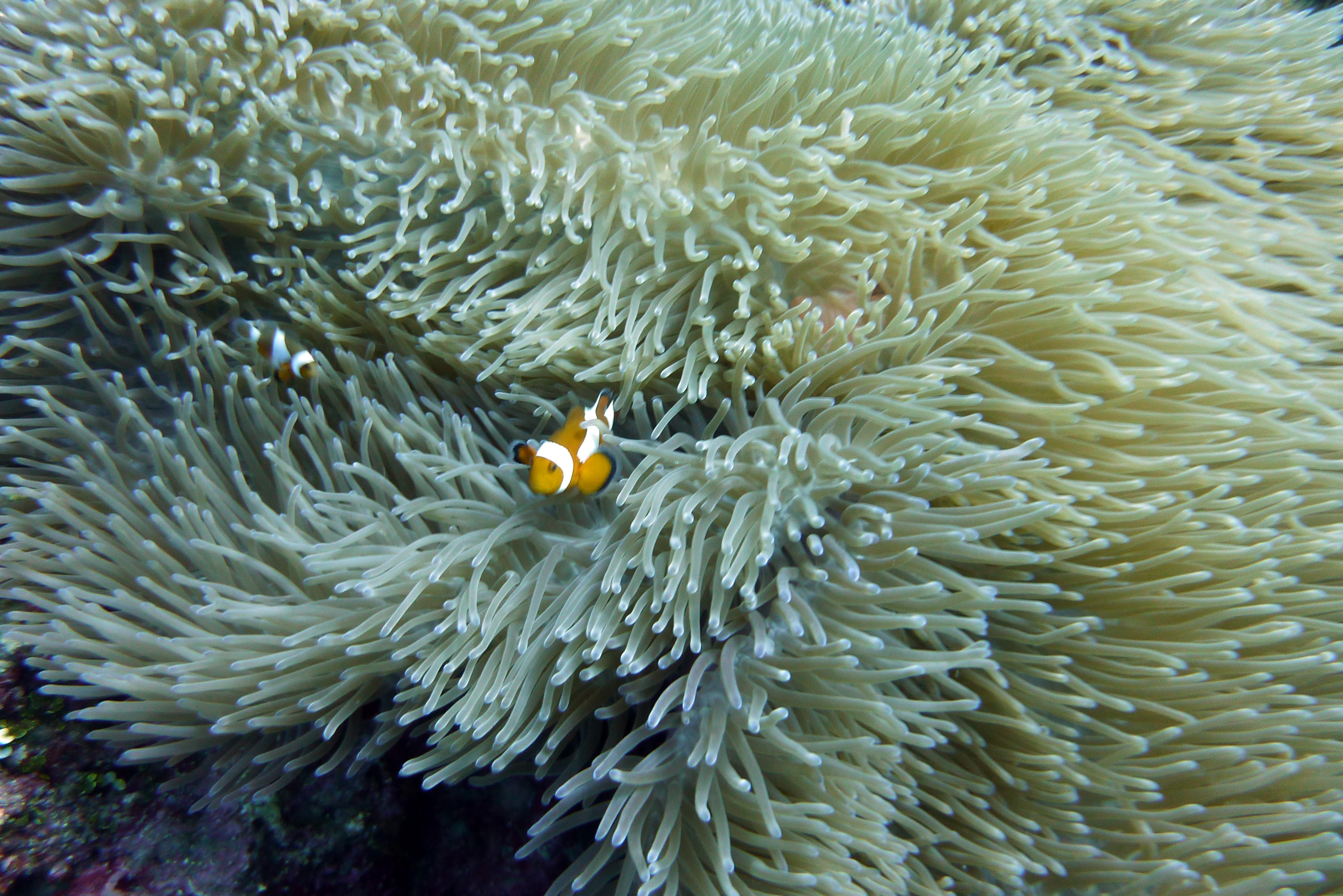 Orange-Ringel-Anemonenfisch - Amphirion ocellaris