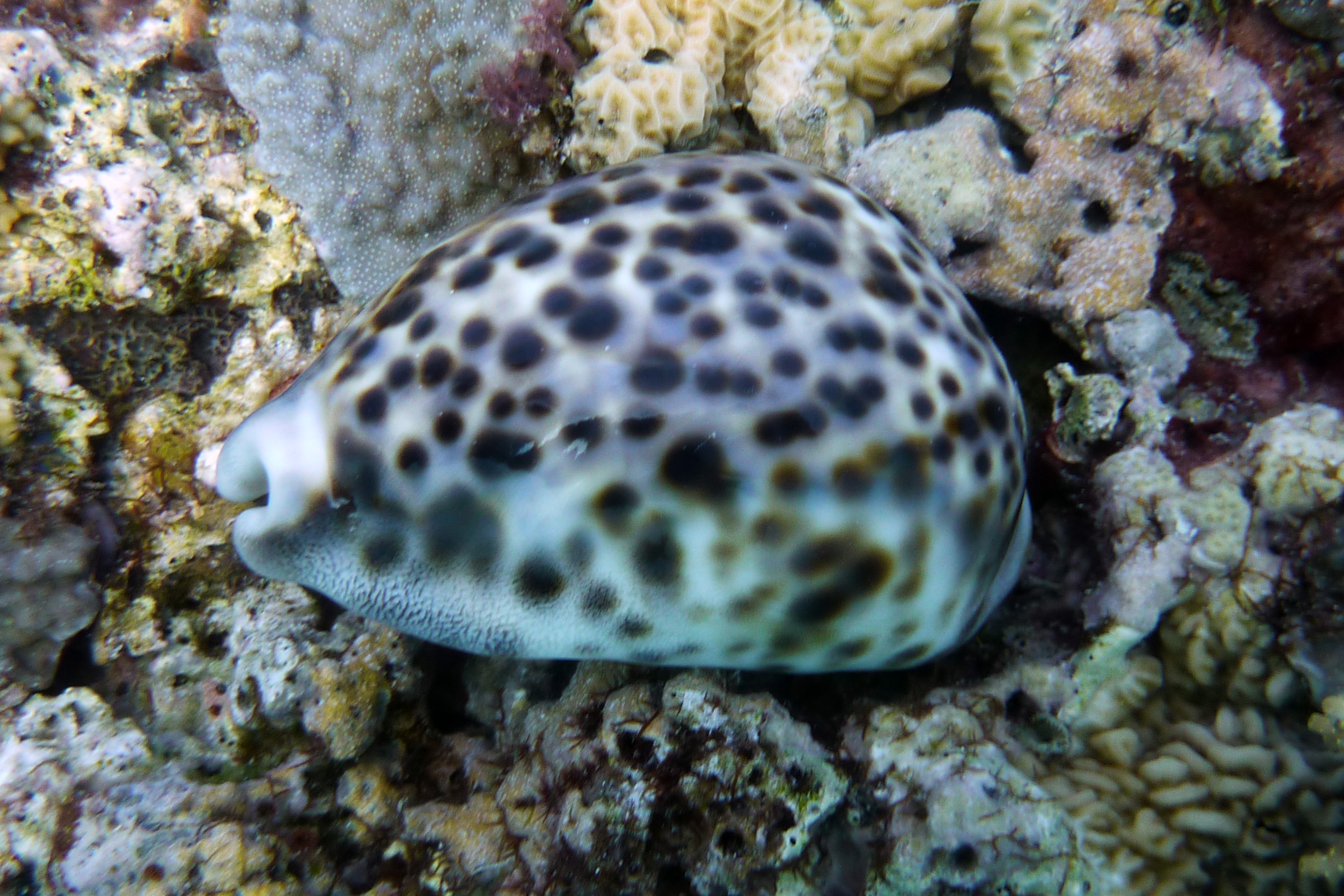 Tigerschnecke - Cypraea tigris