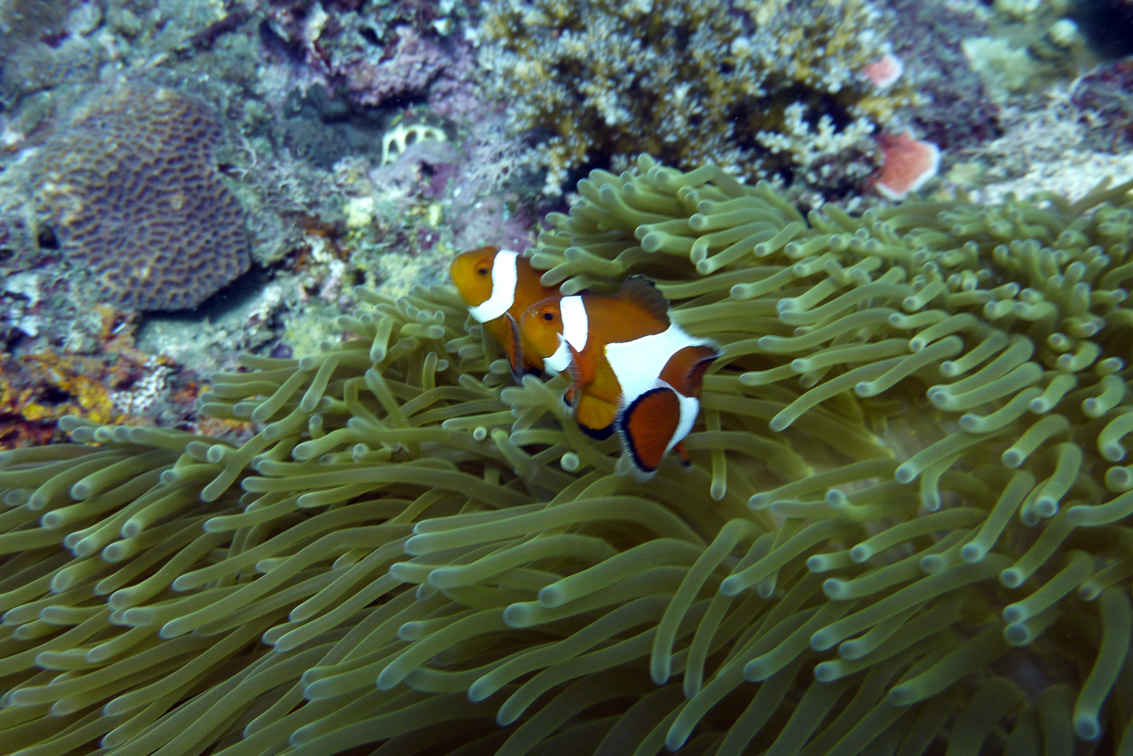 Orange-Ringel-Anemonenfisch - Amphirion ocellaris