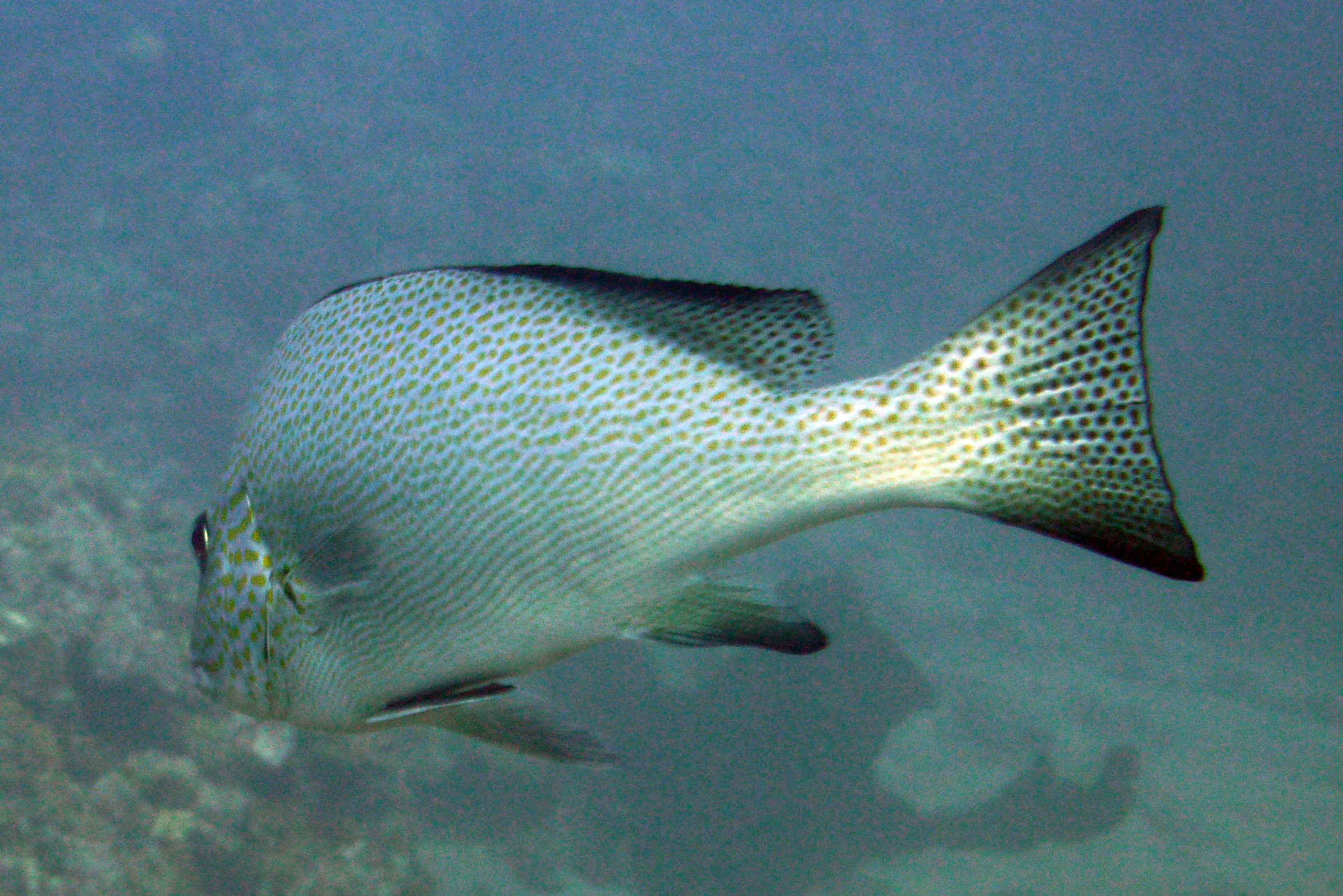 Orangentupfen-Süßlippe - Plectorhinchus flavomaculatus