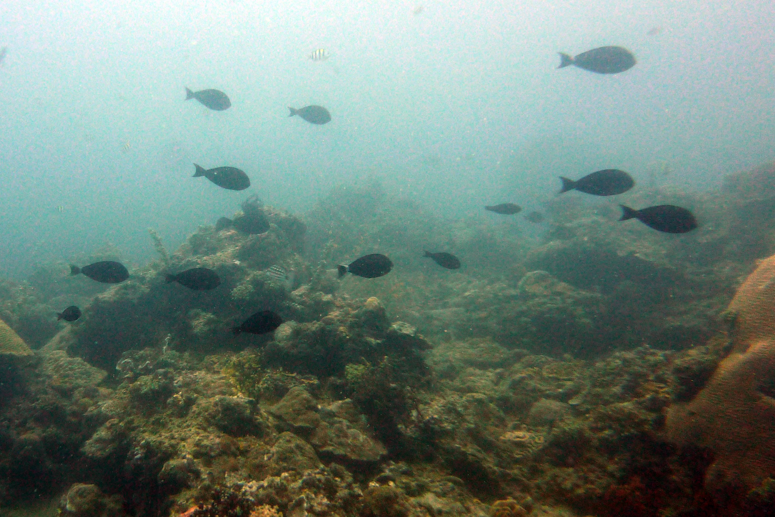 Ringschwanz-Doktorfisch - Acanthurus blochii