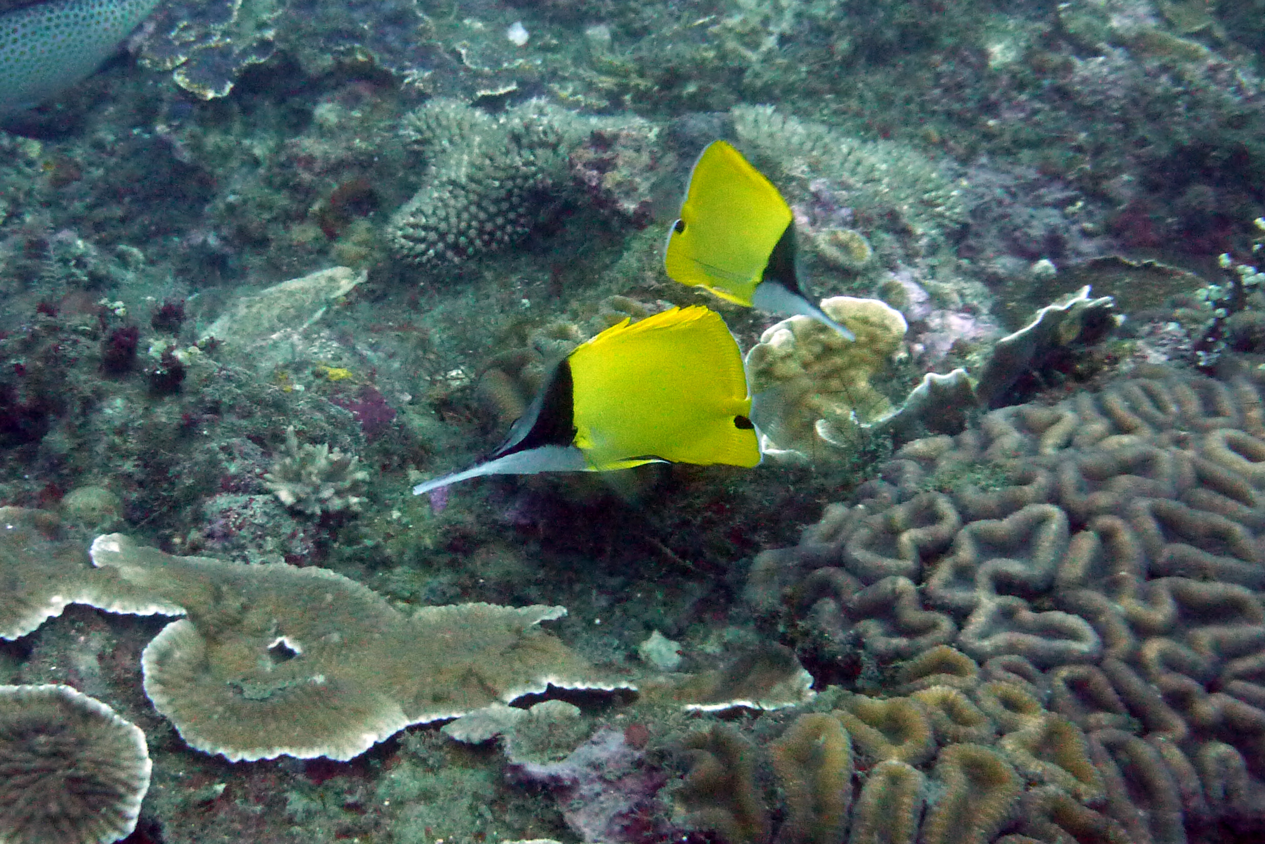 Röhrenmaul-Pinzettfisch - Forcipiger flavissimus