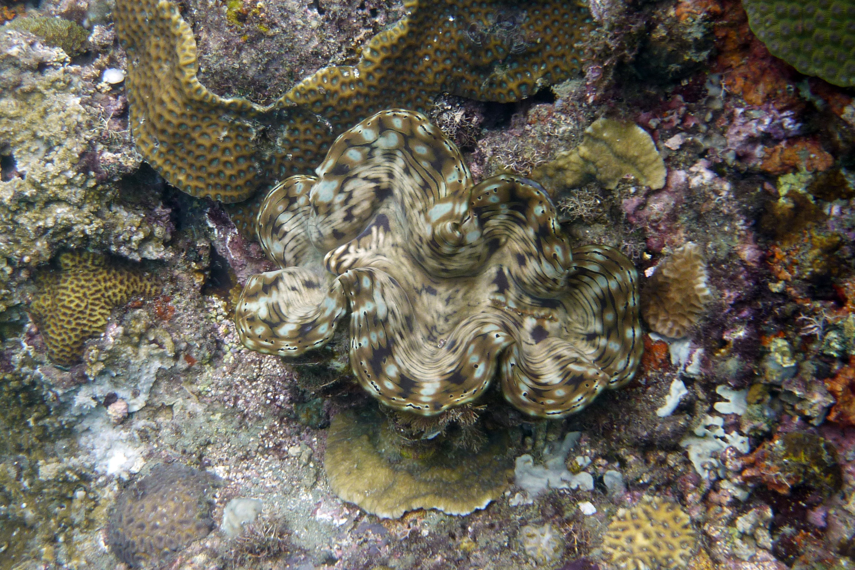 Riesenmuschel - Tridacna aquamosa