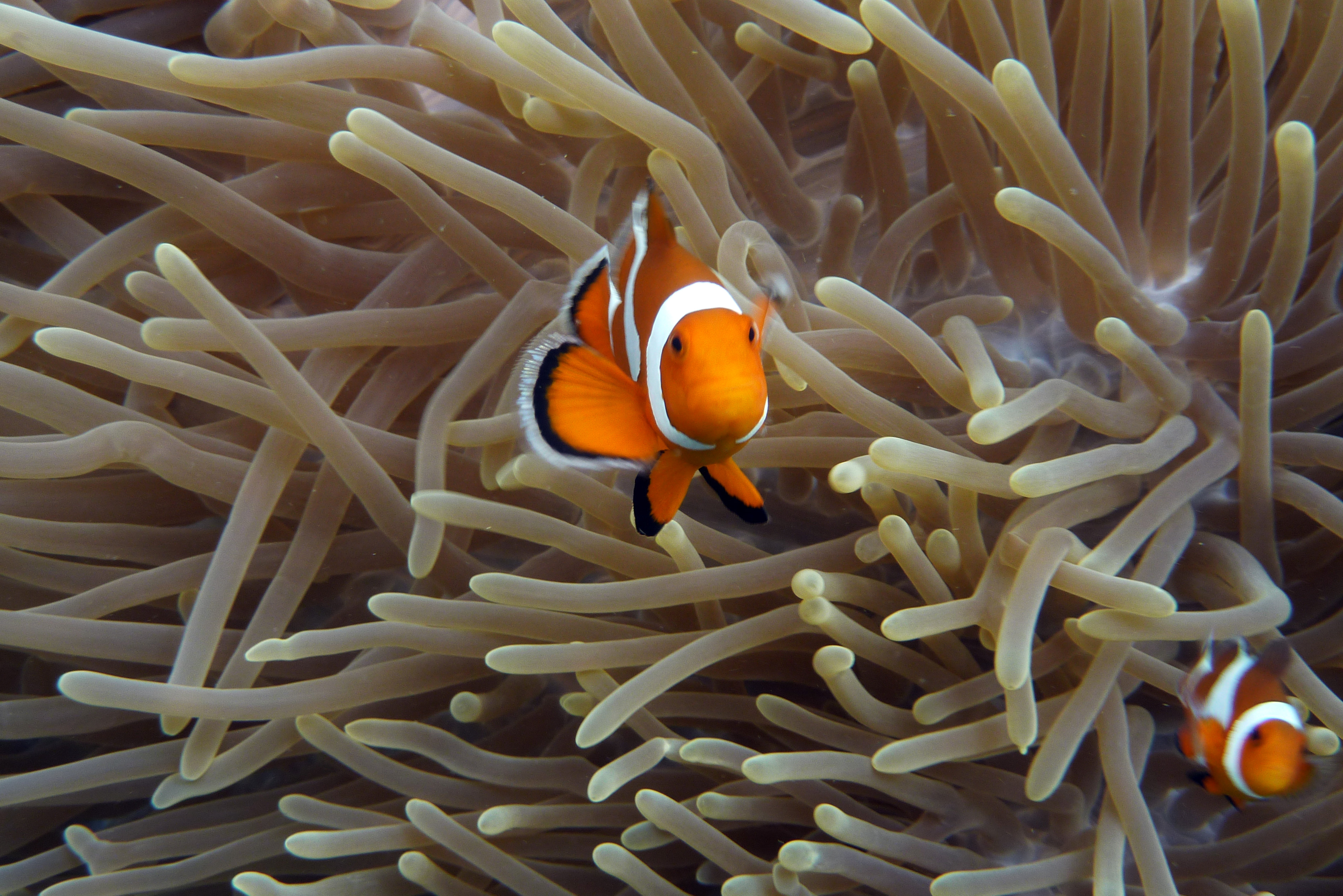 Orangeringel-Anemonenfisch - Amphirion ocellaris