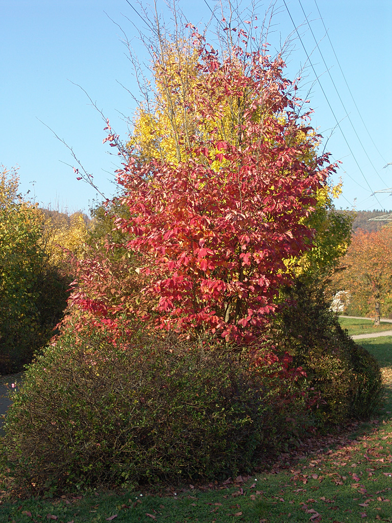 Herbstimpression