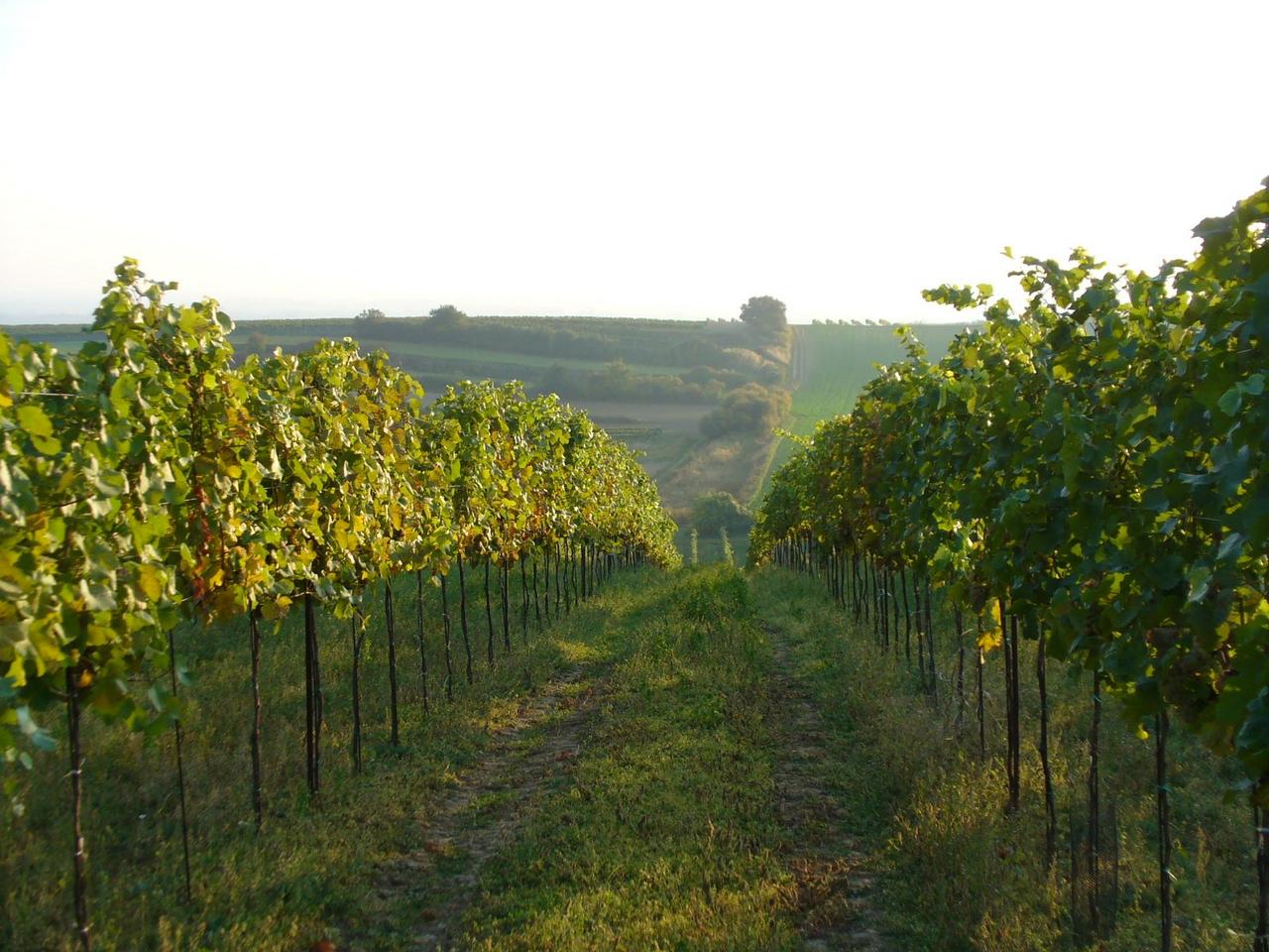 Weingarten in Grub an der March. Hier kommt der leckere Döltl Bergwein her :)