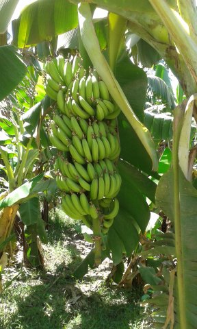 Auf der Bananeninsel