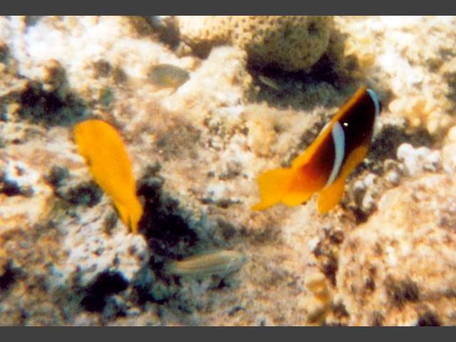 Demoiselle und Anemonenfisch