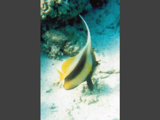 Rotmeer Wimpelfisch