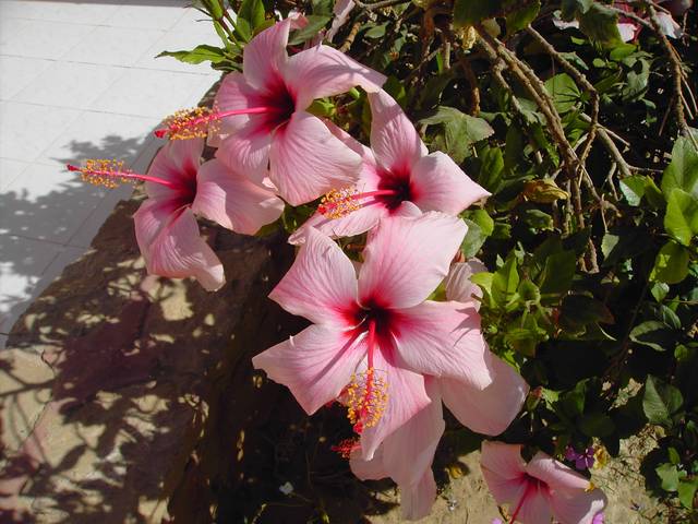 Hibiscus