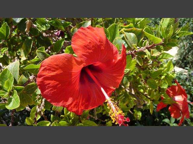 Hibiscus