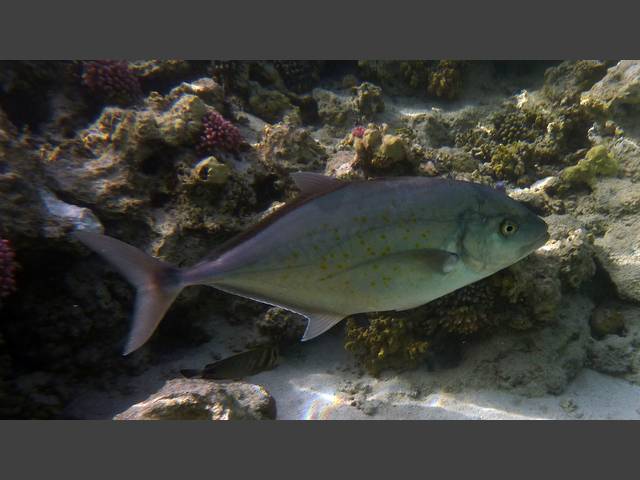 Gelbflecken-Makrele - Carangoides fulvoguttatus