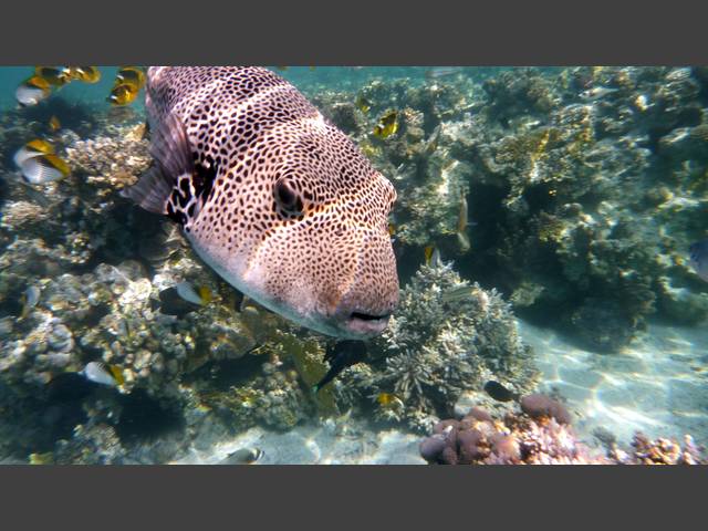 Riesenkugelfisch - Arothron stellatus